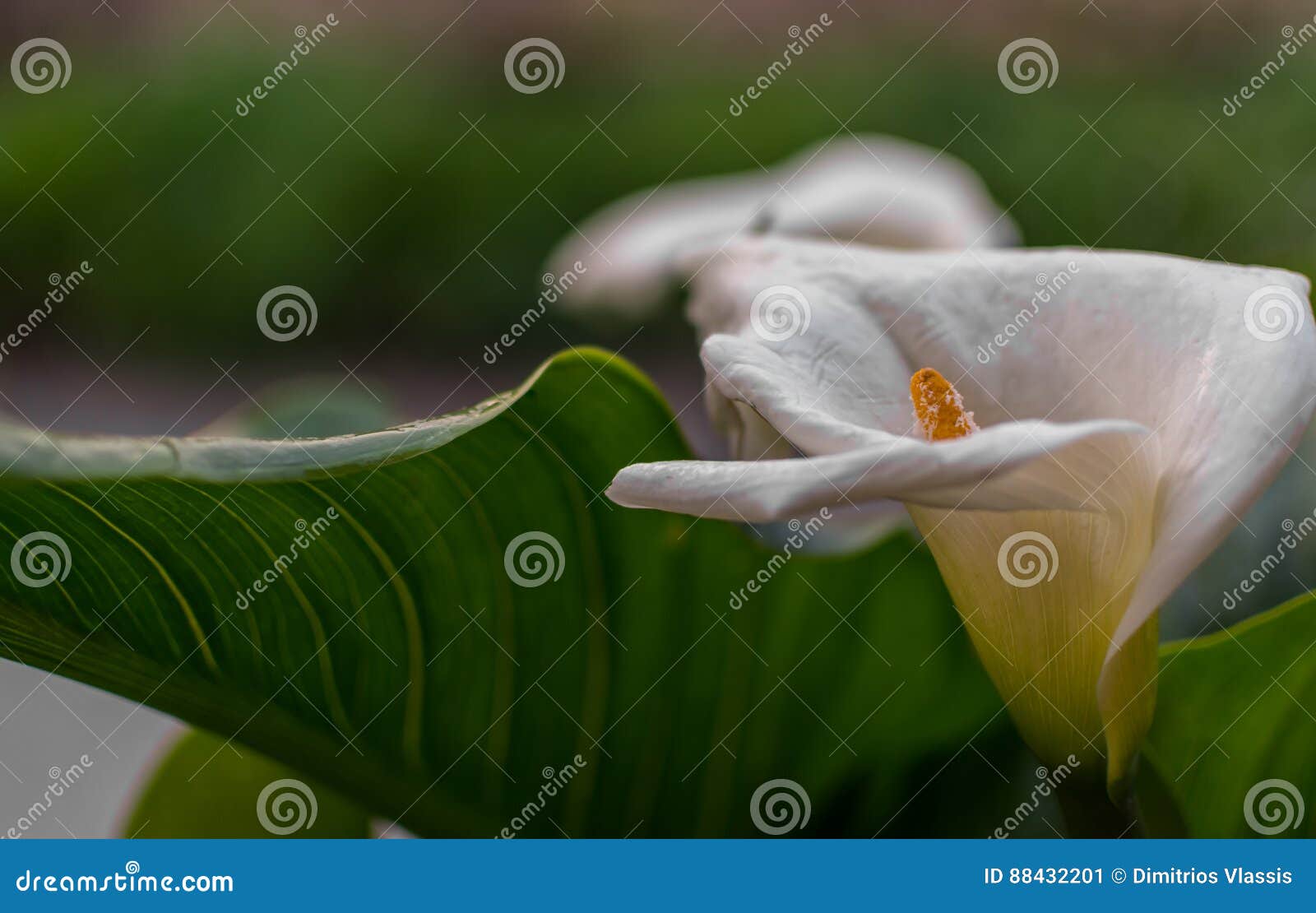 Selective Focus of a Large White Lilly in Bloom. Corfu Greece Stock ...