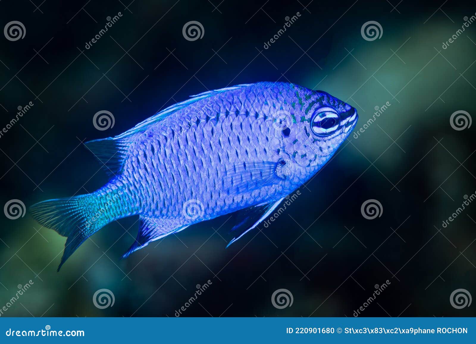 Electric Blue Damselfish Damsel Fish Stock Photo Image of irian