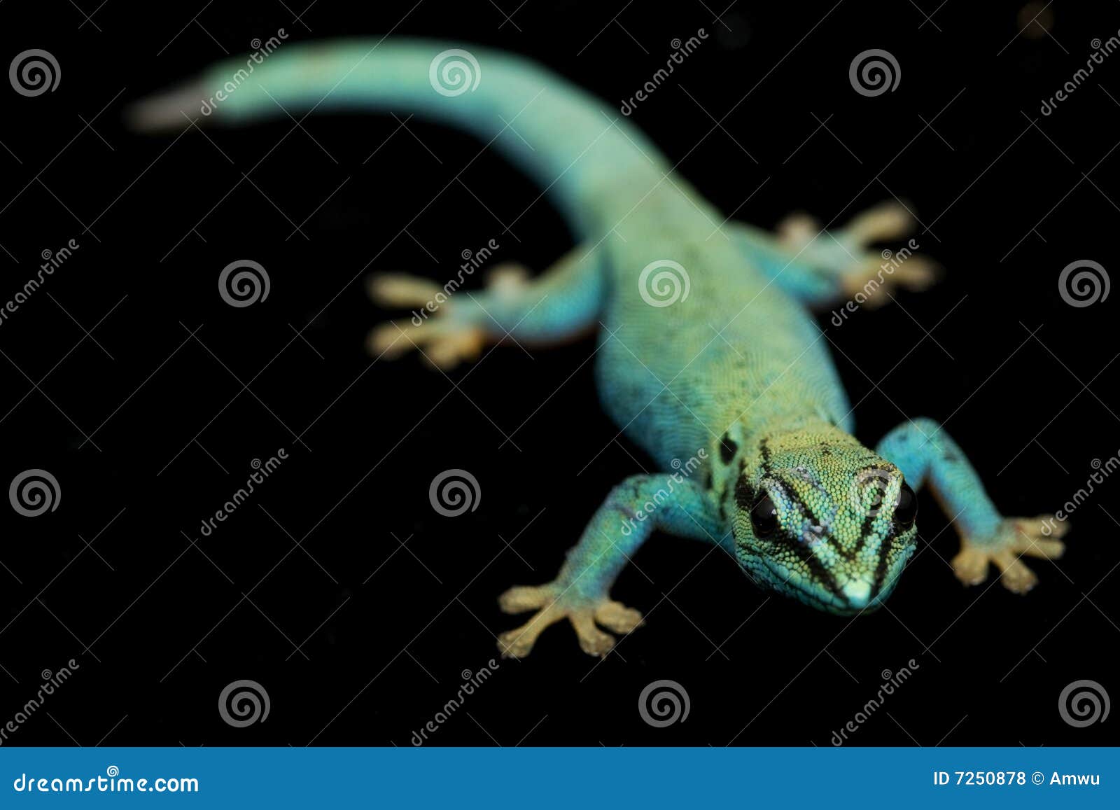 Electric Blue Day Geckos (Lycodactylus Williamsi) Stock Photo Image