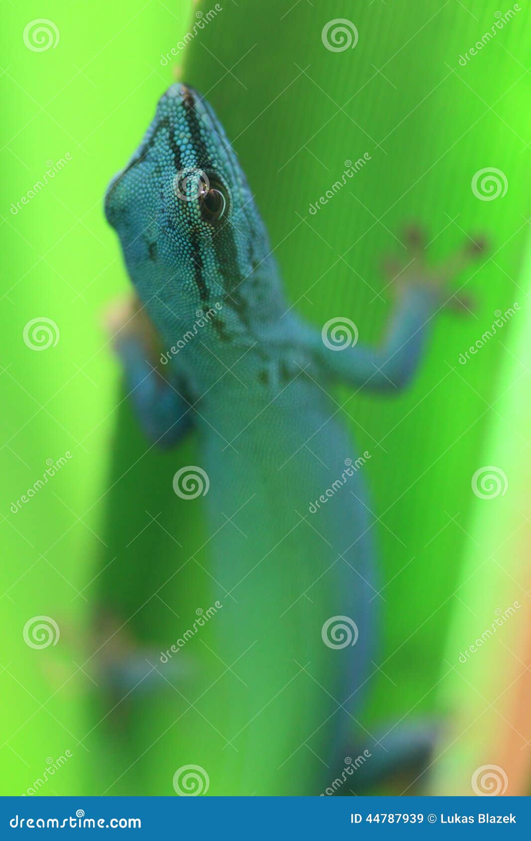 Electric blue gecko stock image. Image of lizard, leaf 44787939