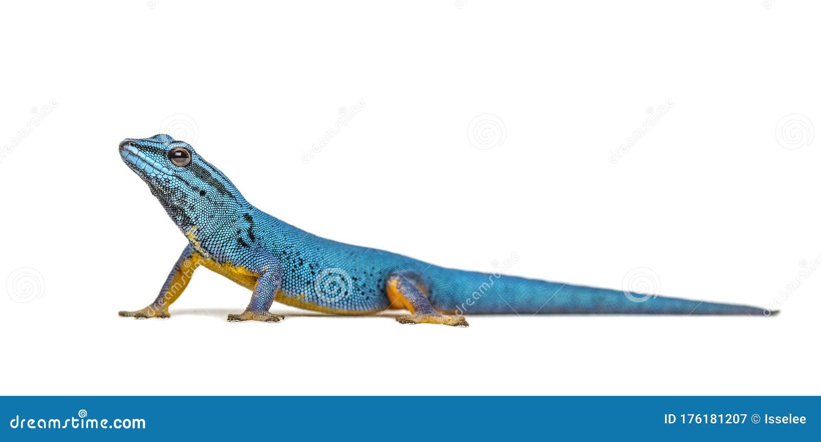 Electric Blue Gecko, Lygodactylus Williamsi, Isolated Stock Image