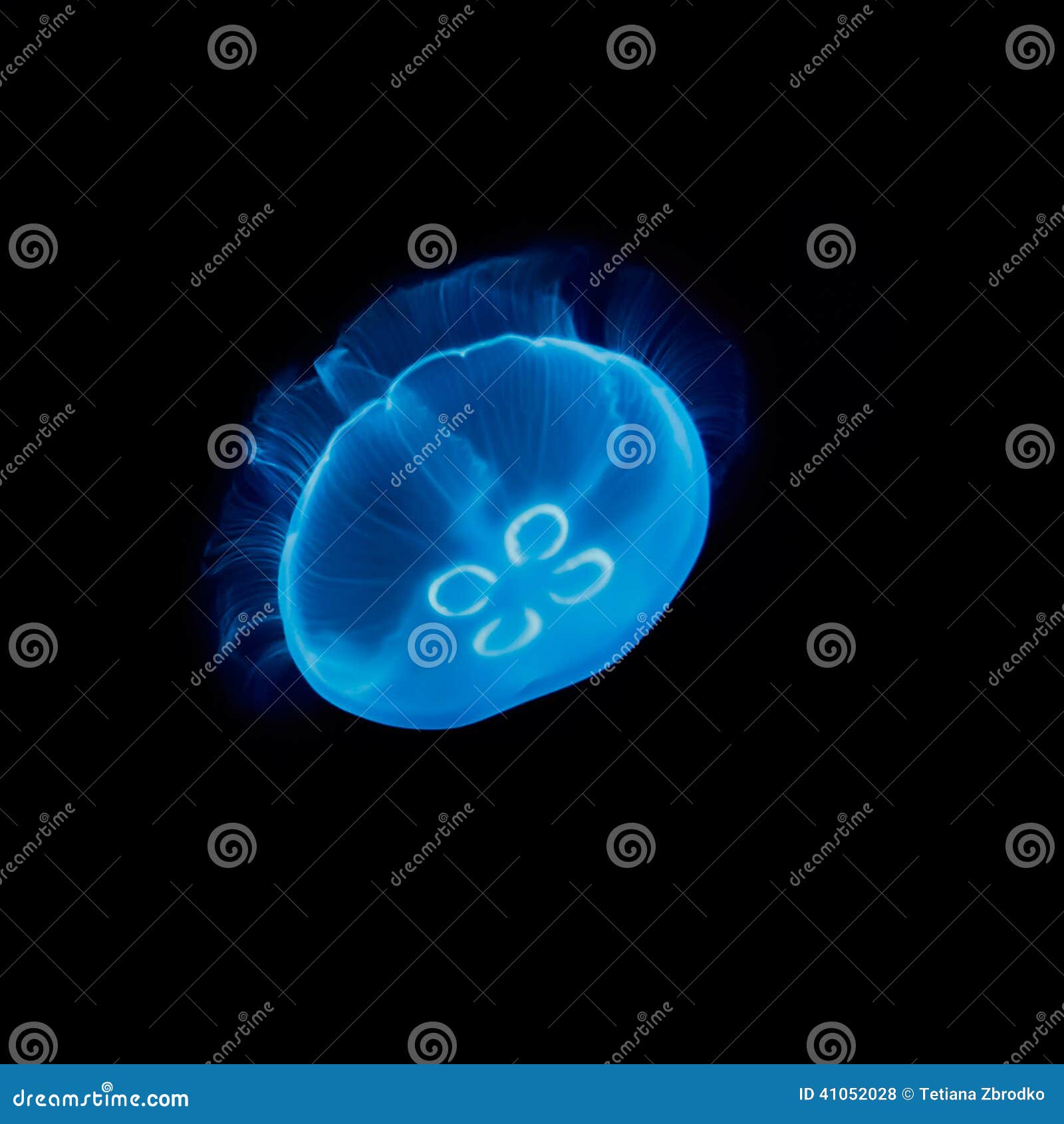 Electric blue jellyfish stock photo. Image of jellyfish 41052028