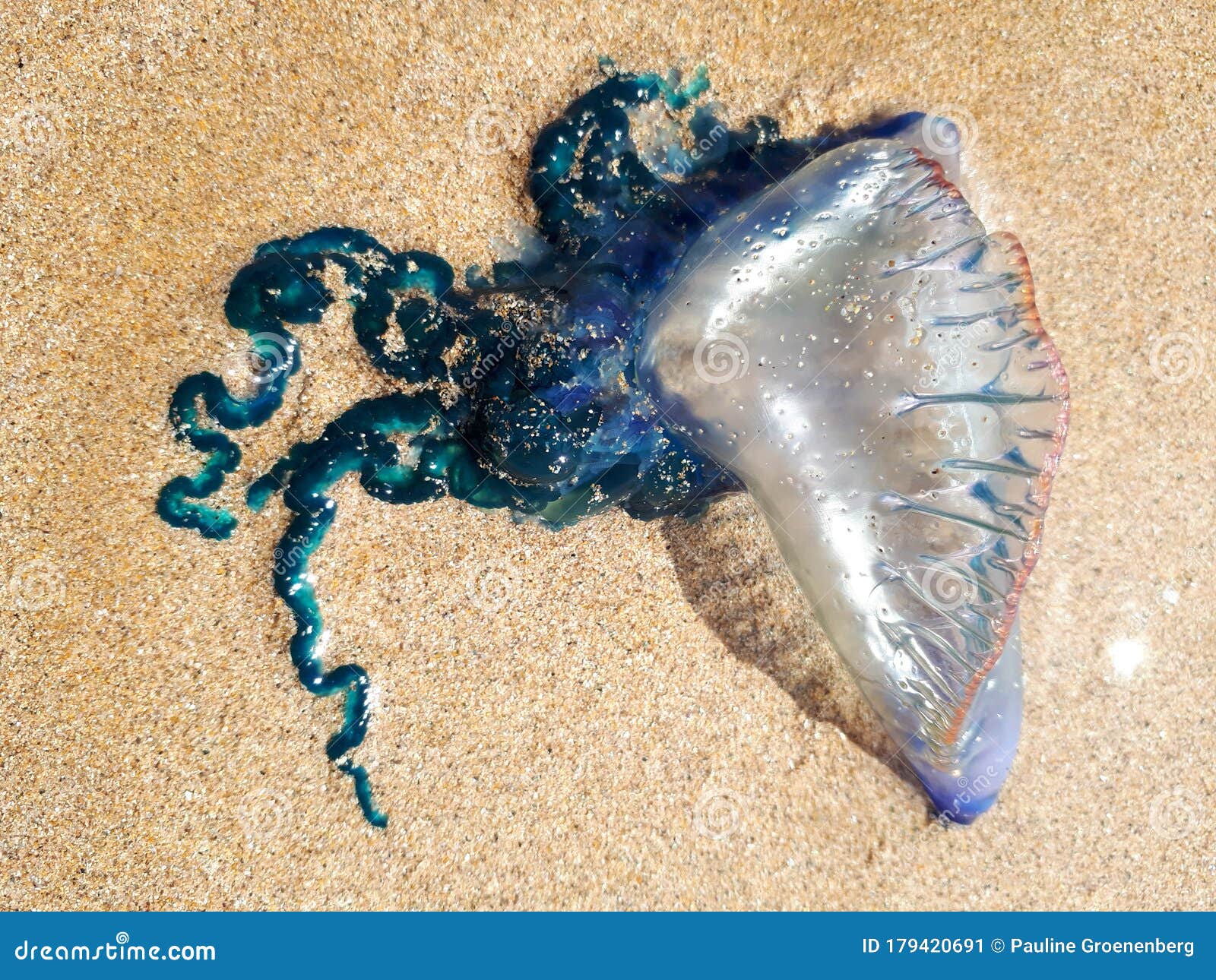 Electric blue jellyfish stock image. Image of organism 179420691