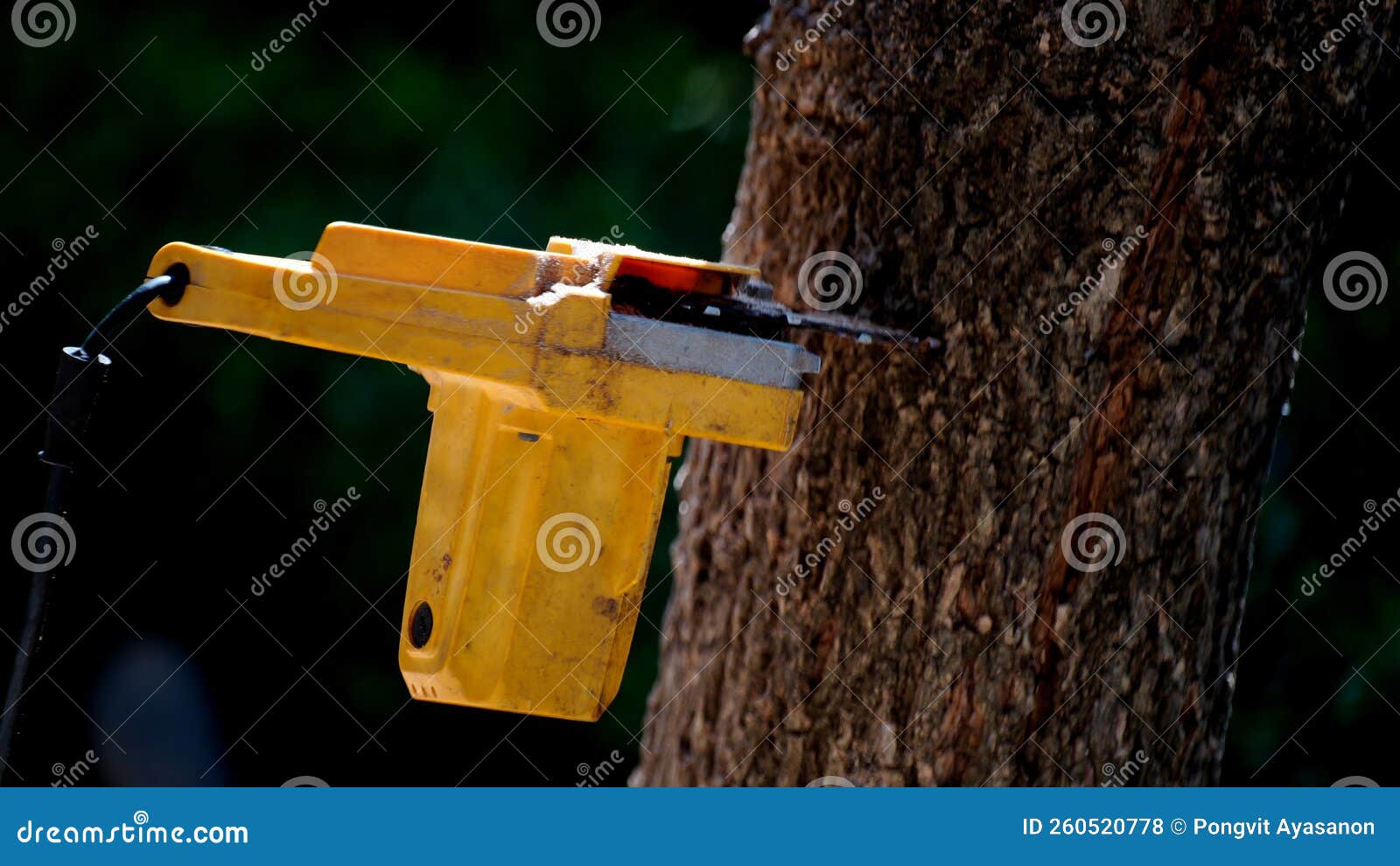 electric chainsaws cut trees in the forest for building a house and making firewood the concept of deforestation