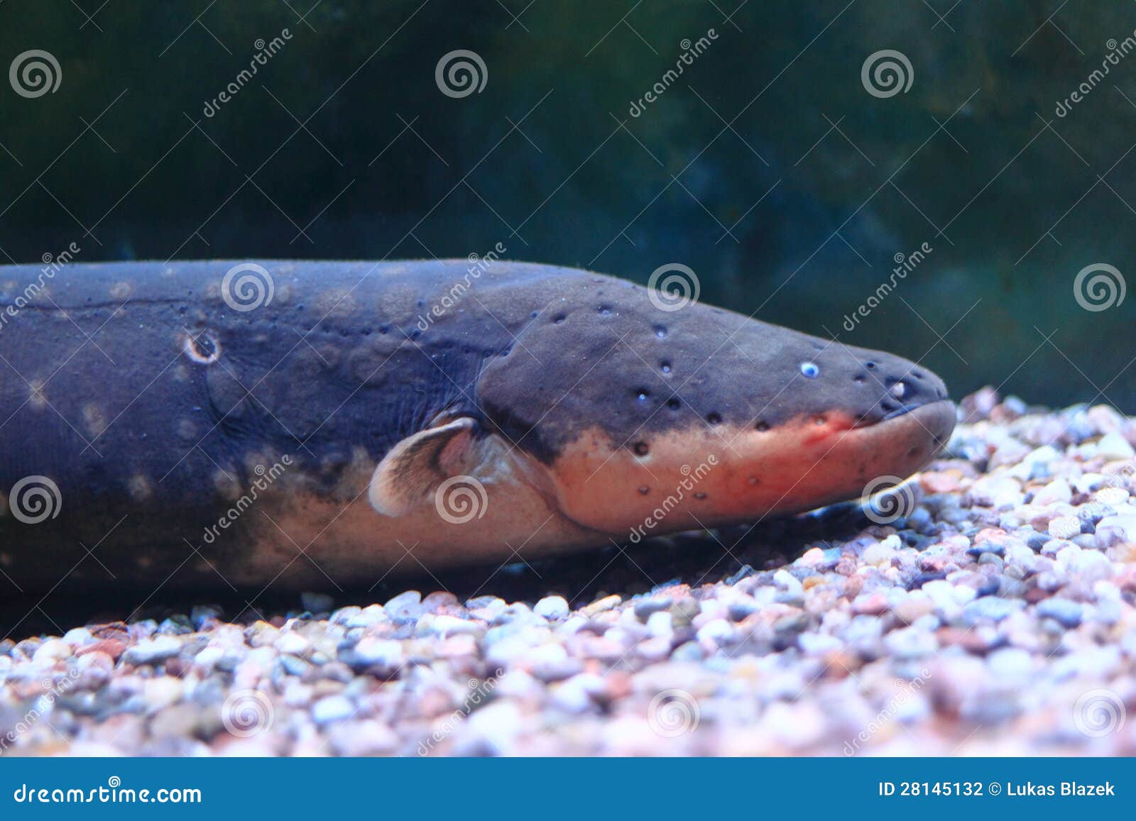 Electric eel stock photo. Image of predator, apex, animal - 28145132