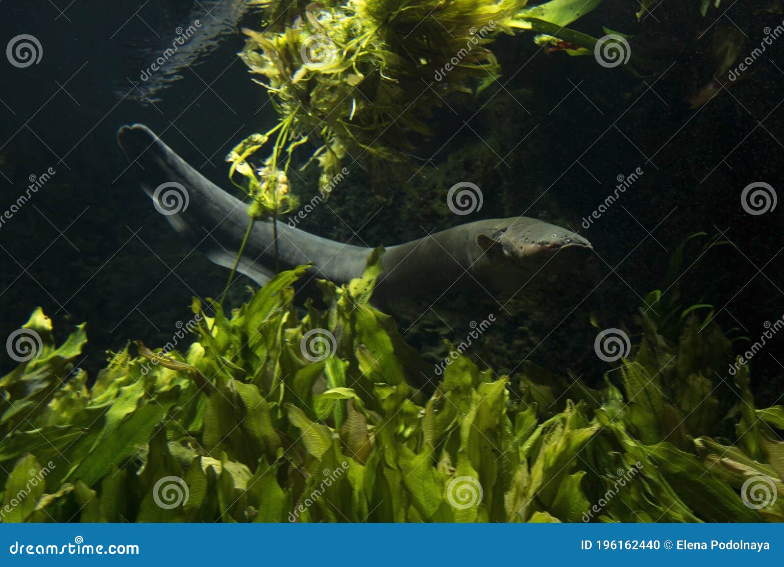 The Electric Eel Electrophorus Electricus. Stock Photo - Image of