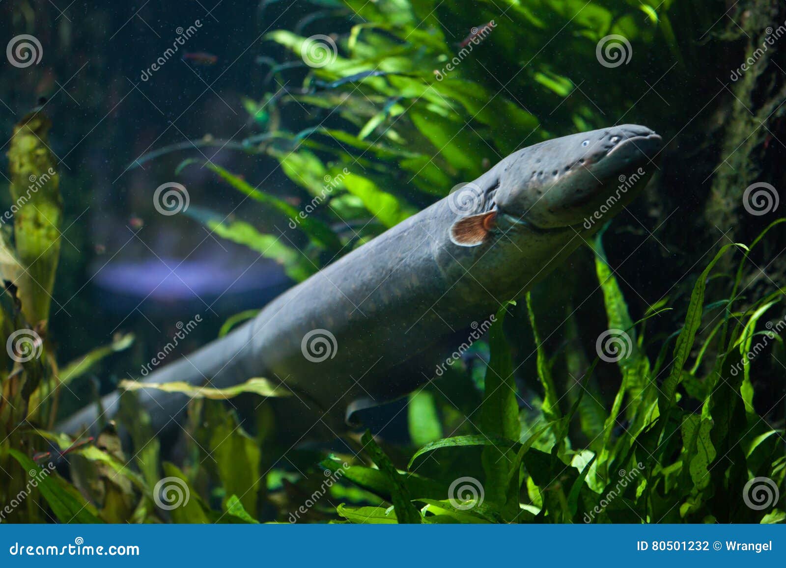 Electric Eel Electrophorus Electricus. Stock Photo - Image of nature