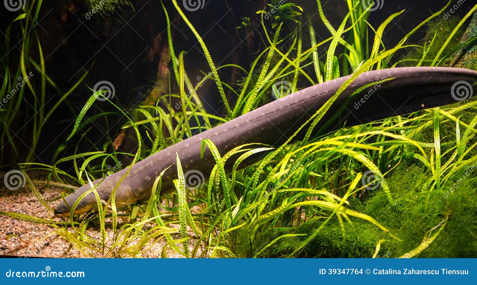 Electric eel stock photo. Image of freshwater, defense 39347764