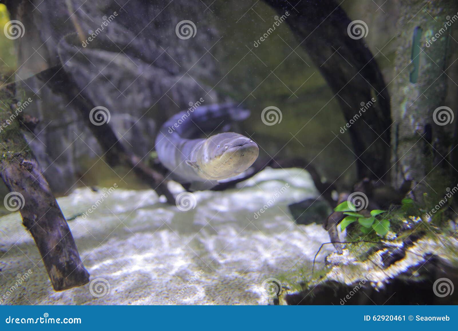 Electric eel stock image. Image of saltwater, wildlife 62920461