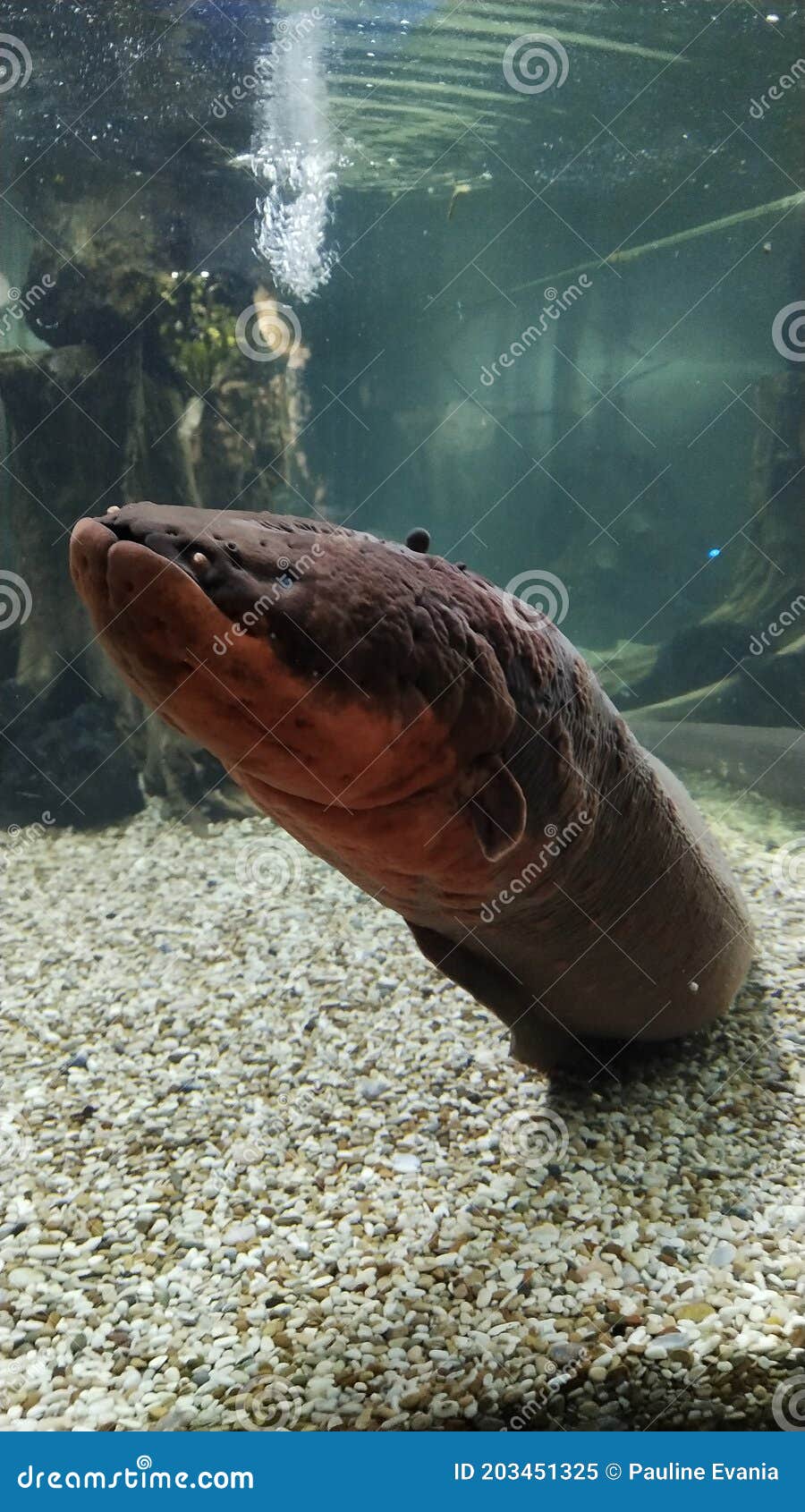 Electric Eel in a Local Zoo Stock Image Image of ocean, mammal 203451325
