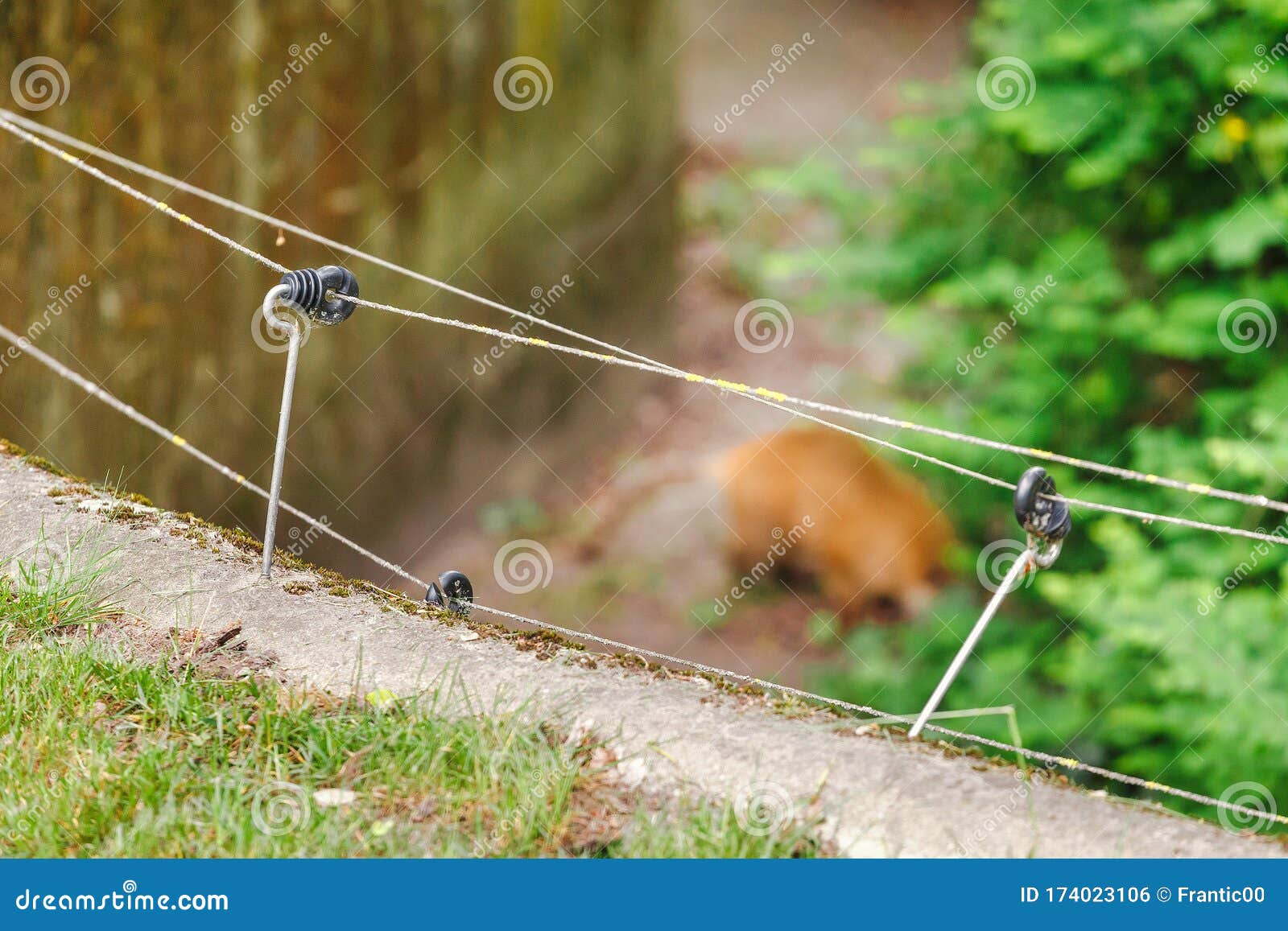 Fence Wire with Blurred Animal at the Background. Protection of the Garden  and Home from Rodents Pests and Dangerous Stock Photo - Image of pest,  forbidden: 174023106