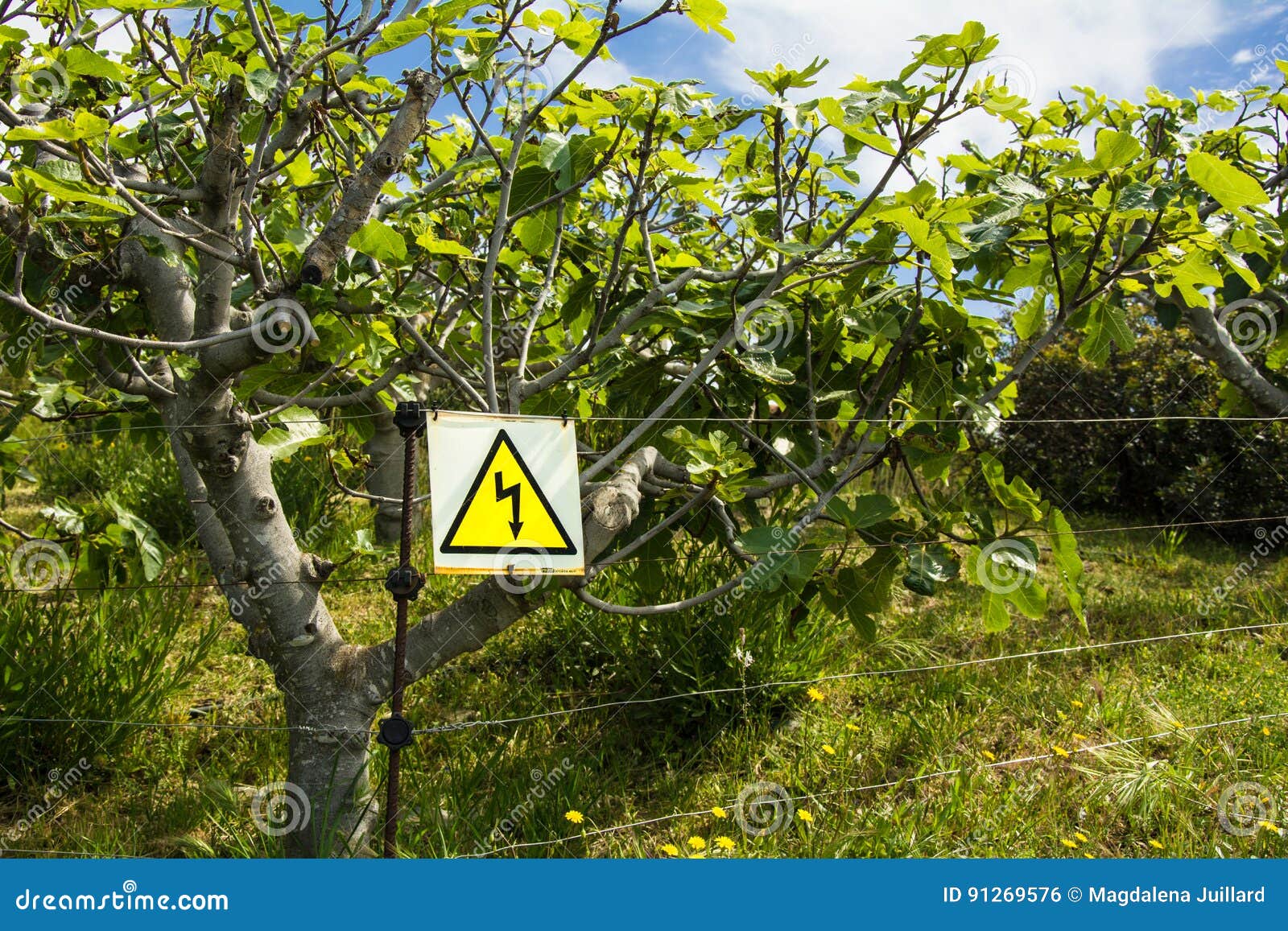 Electric Fencing Protecting A Field Of Fig Trees Stock Photo