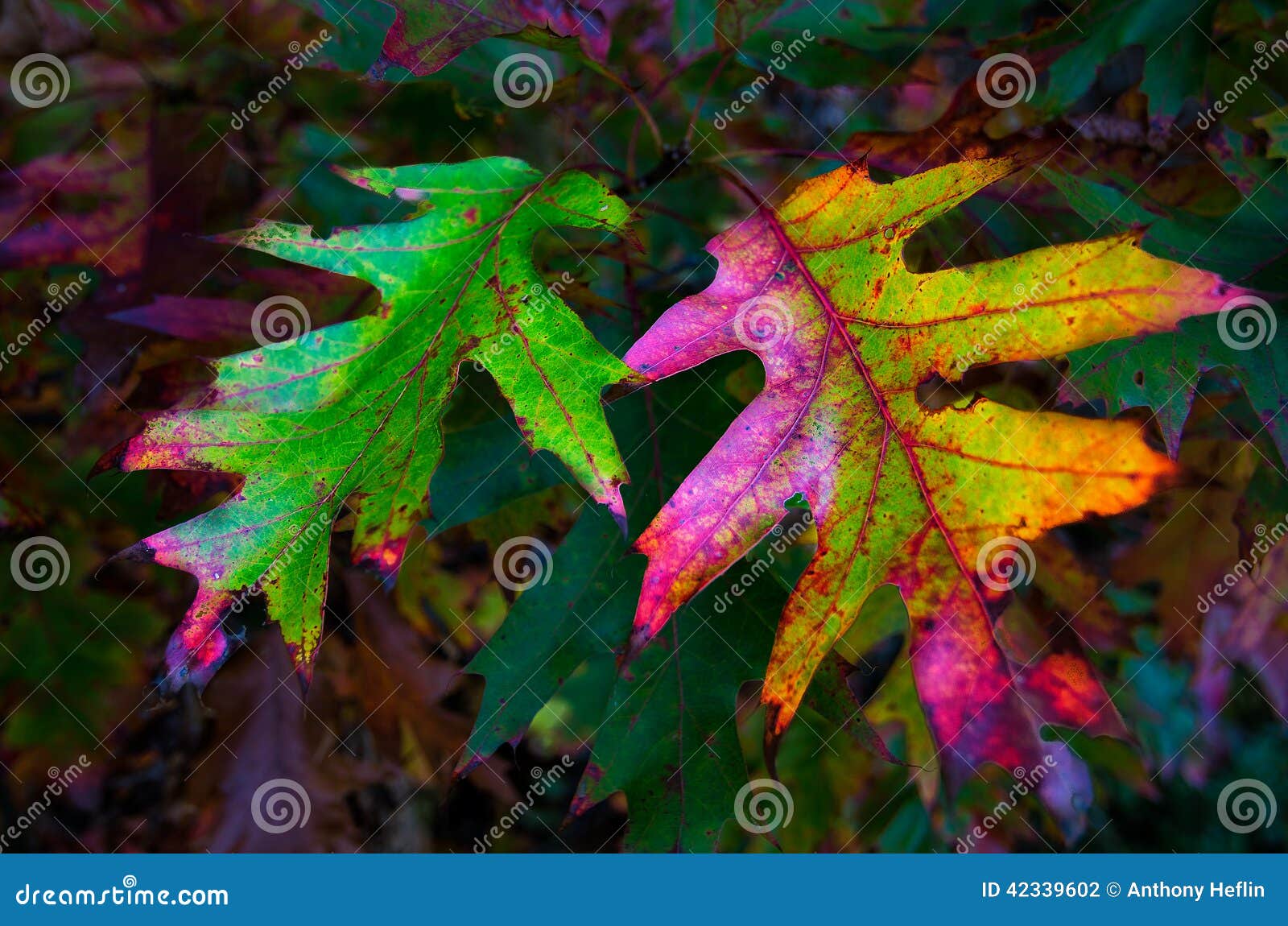 Electric Oak leaves. Fall color, electric hues in these Oak leaves are exaggerated by unique natural lighting along the Blue Ridge Parkway in North Carolina.