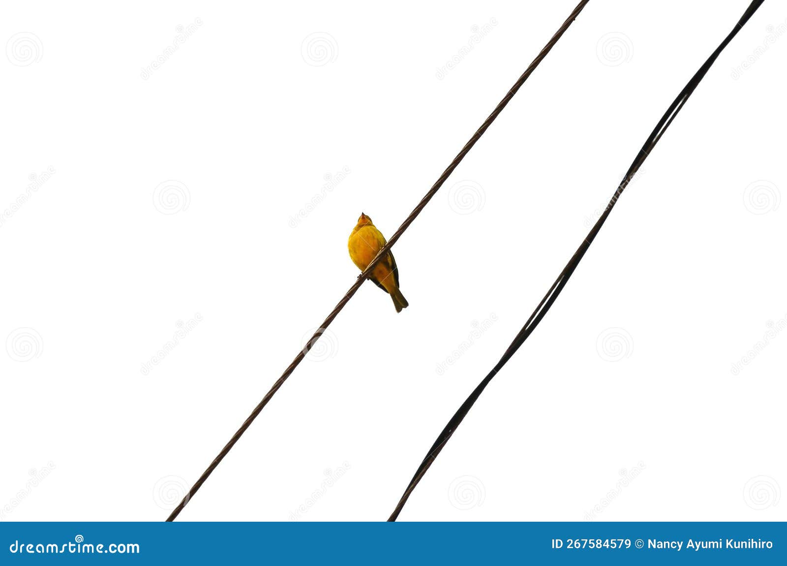 on the electric wire a sicalis flaveola bird perched