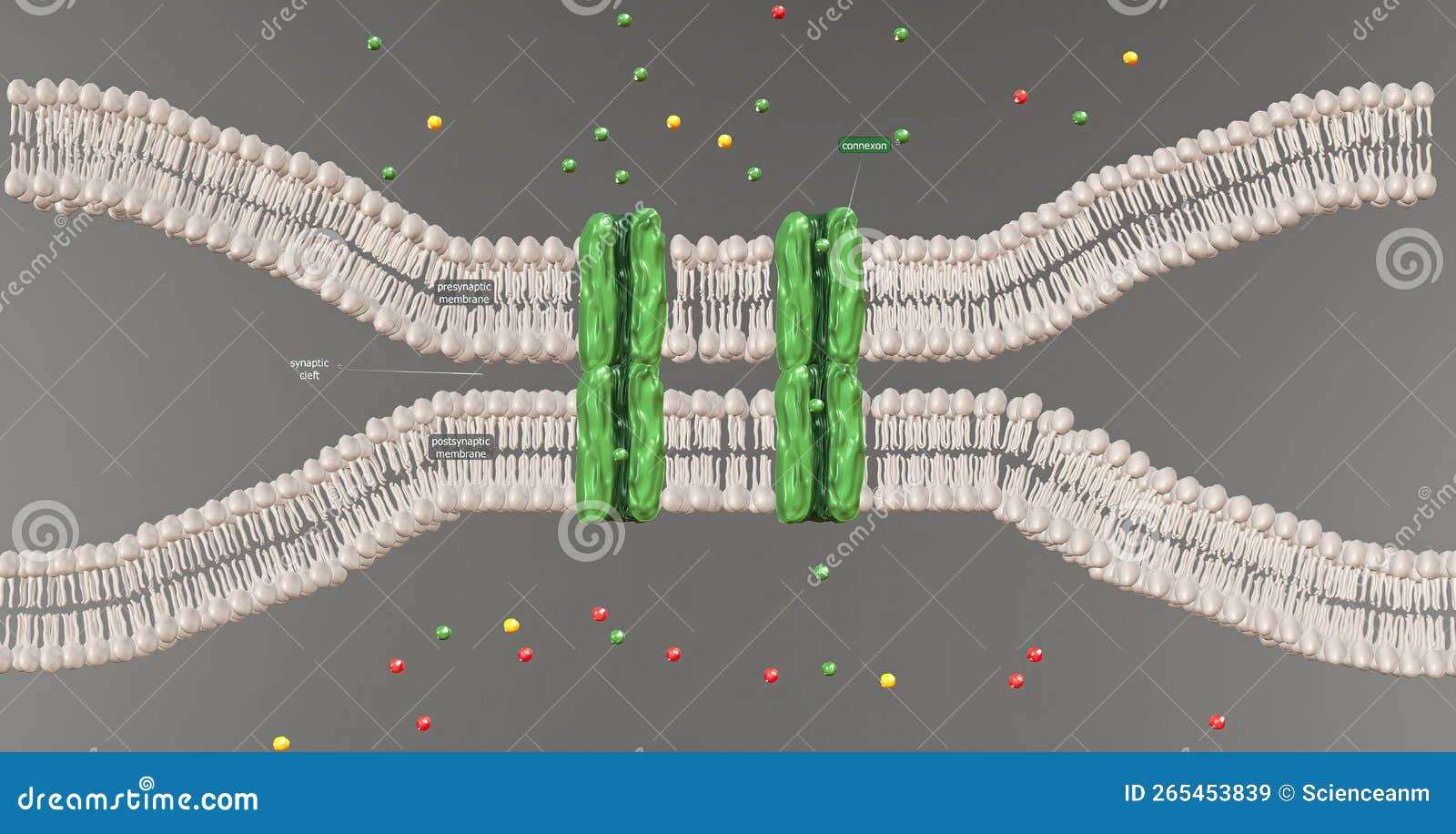 An Electrical Synapse is a Mechanical Connection between Two Neurons that Allows Electricity To