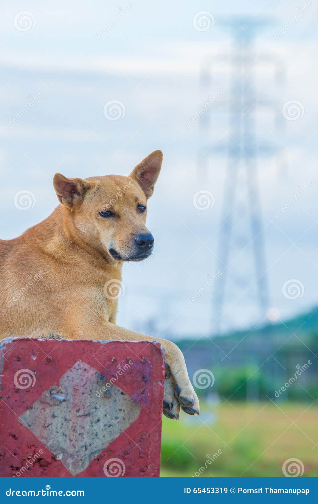 Electricity and dog stock image. Image of metal, alternative 65453319