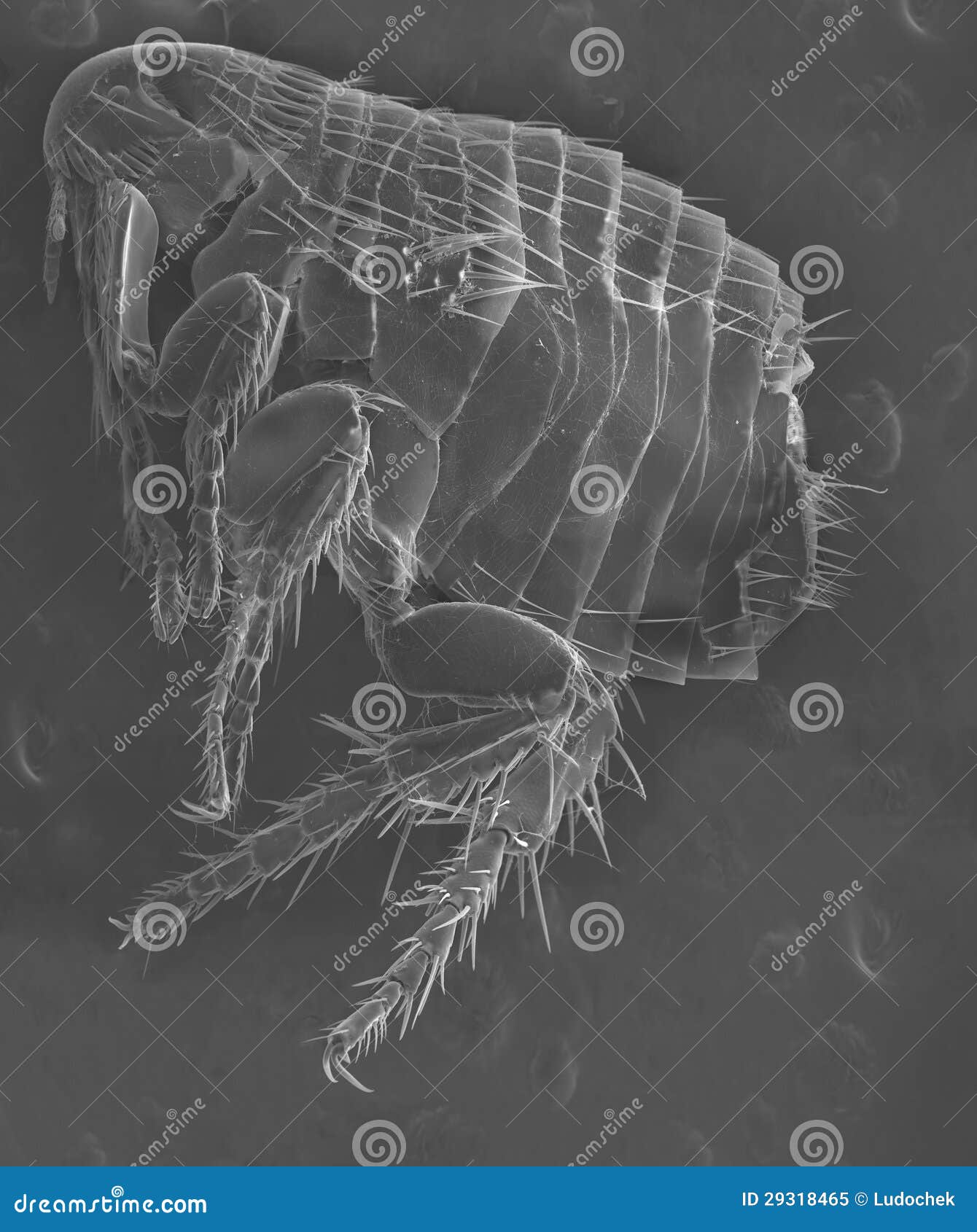 electron microscope-flea
