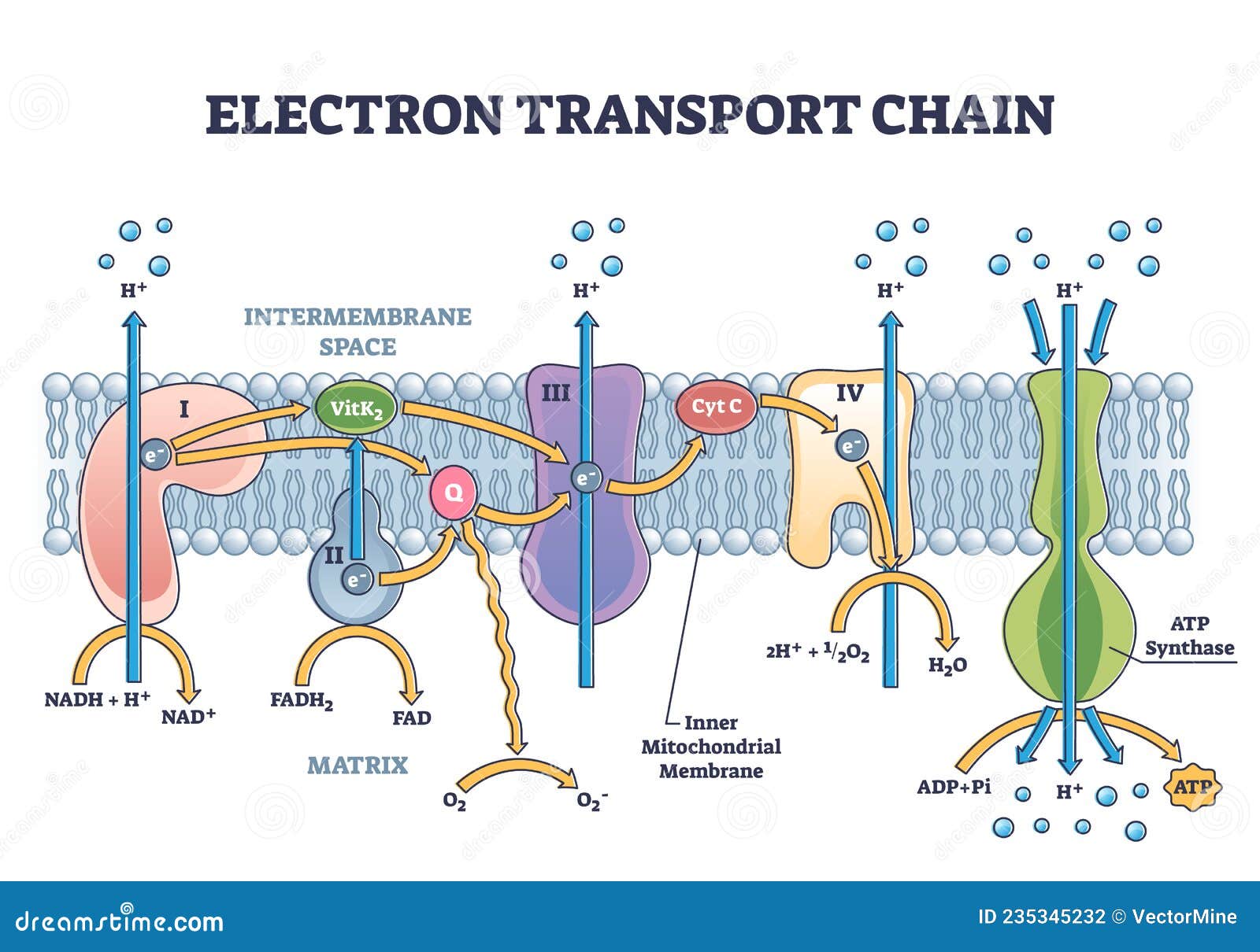 electron transport chain as respiratory embedded transporters outline diagram