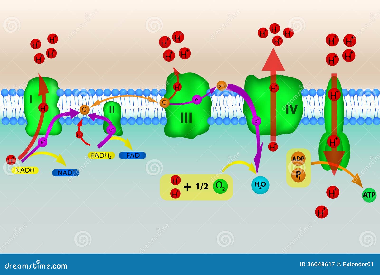 Electron Transport Chain Stock Illustrations 78 Electron Transport Chain Stock Illustrations Vectors Clipart Dreamstime