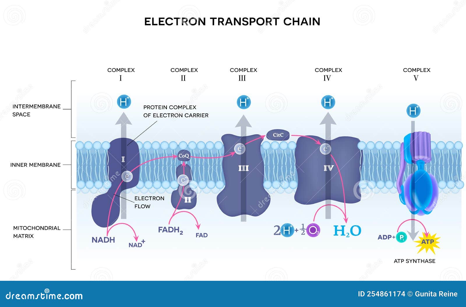 electron transport chain