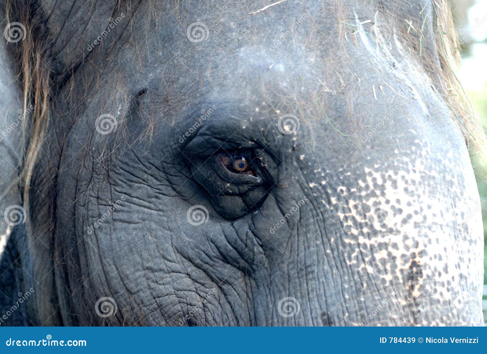 Elefant 03. Auge