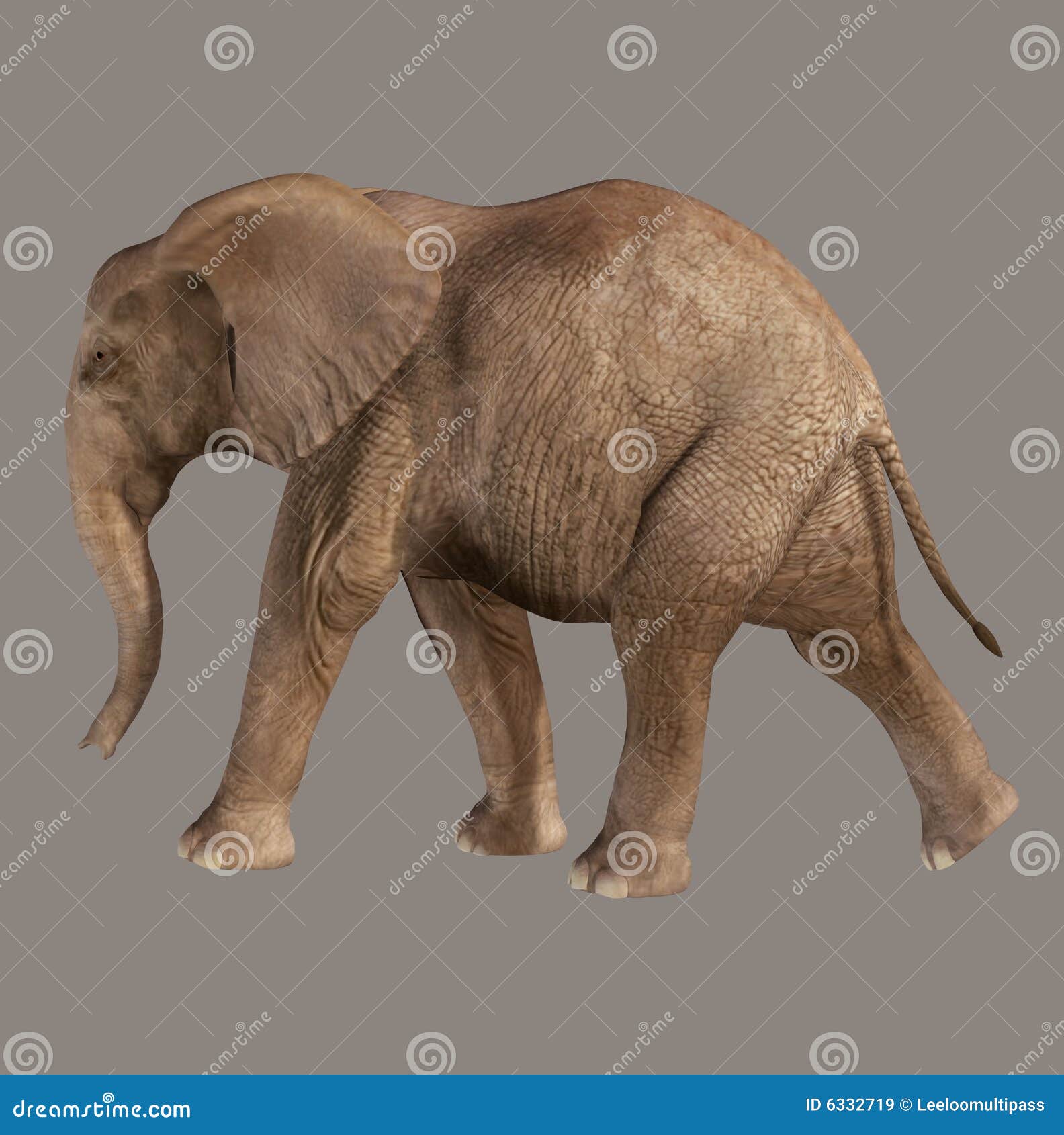 Elefant Bild Bild