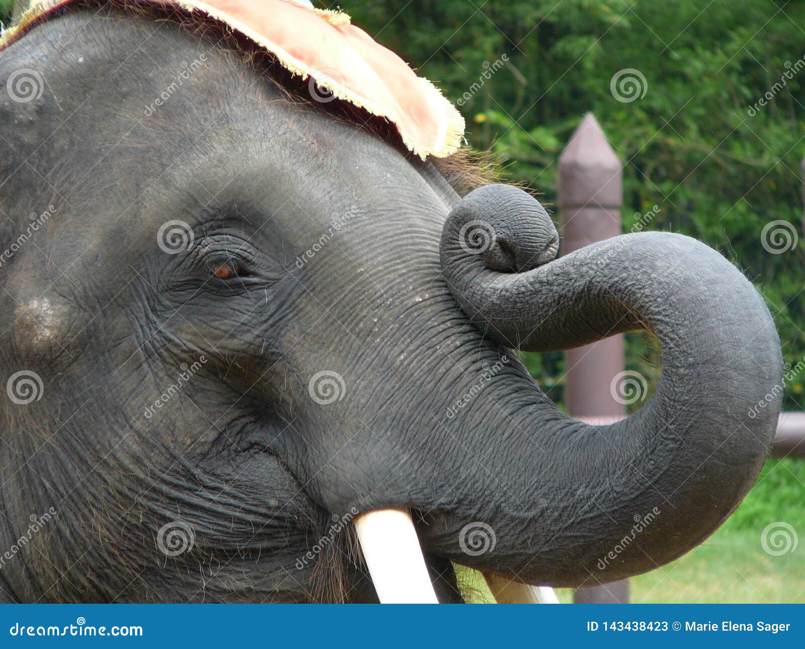 Elefant Der Ihre Nase Krauselt Stockbild Bild Von Ugetier Winden