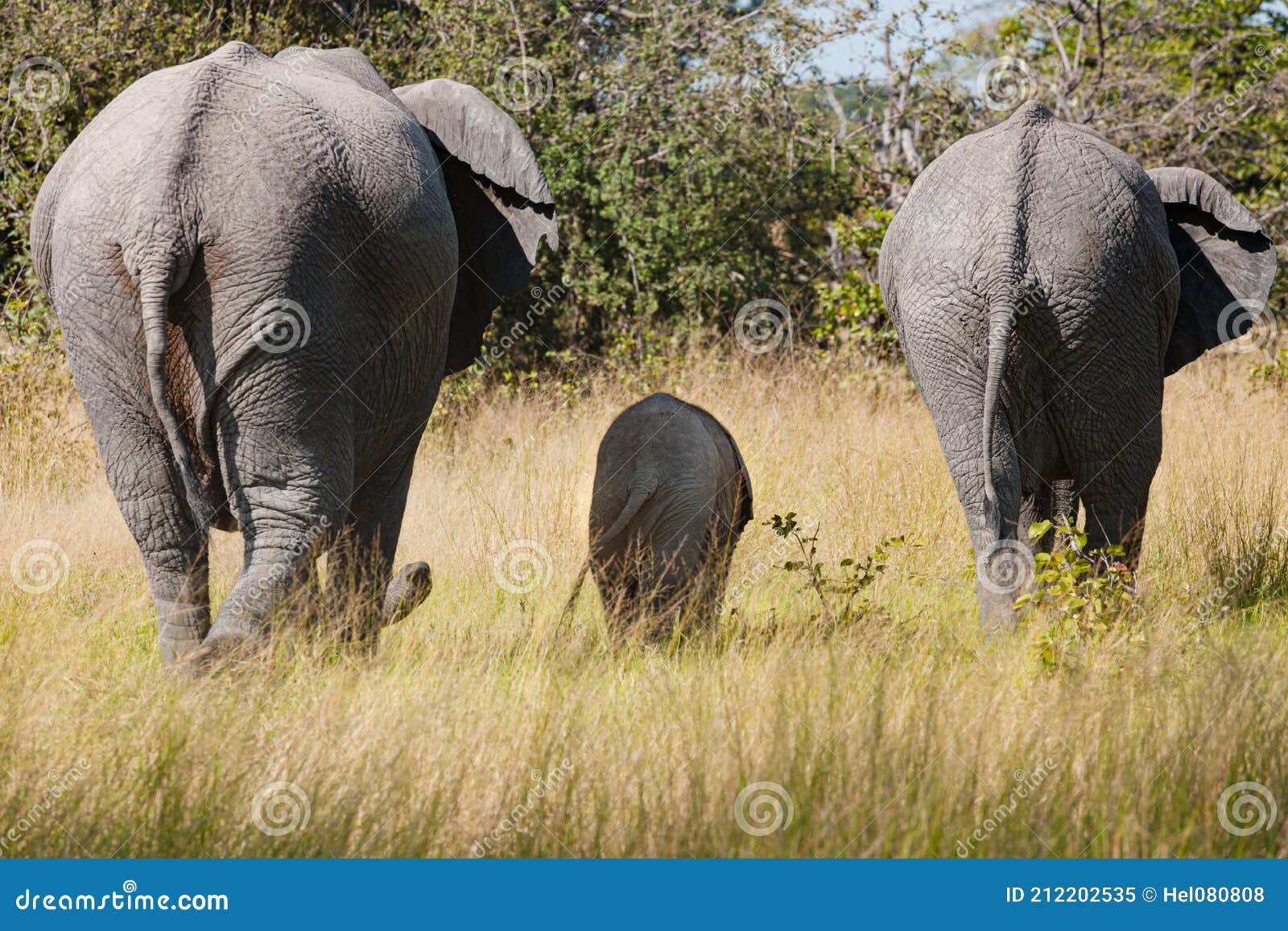 Family, Elefant Cow, Bull and Calf Walking through Savanna, Showing Backs, Africa, Elephant Parade. Stock Image - Image of wrinkled, backs: 212202535
