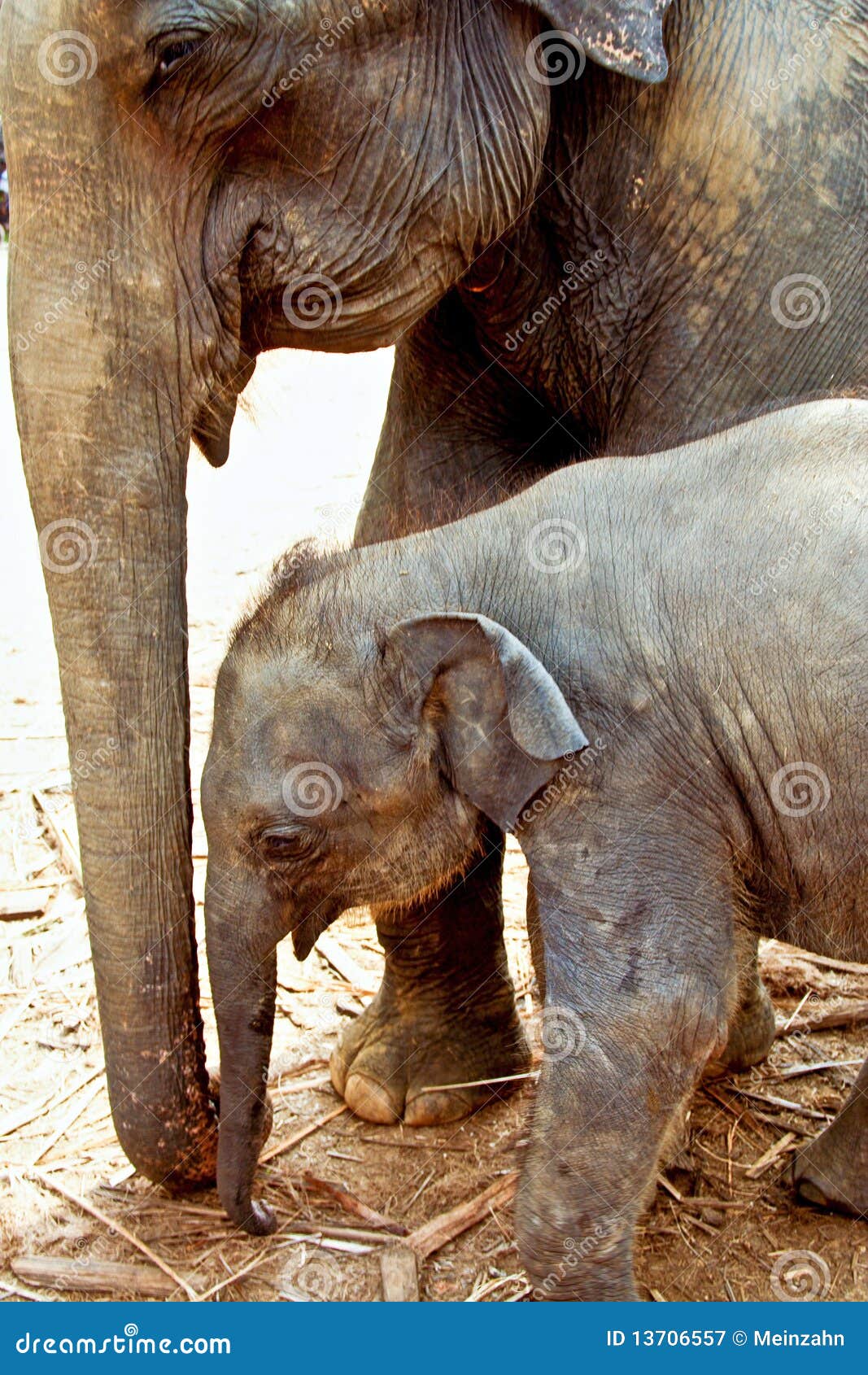 elefant family in open area