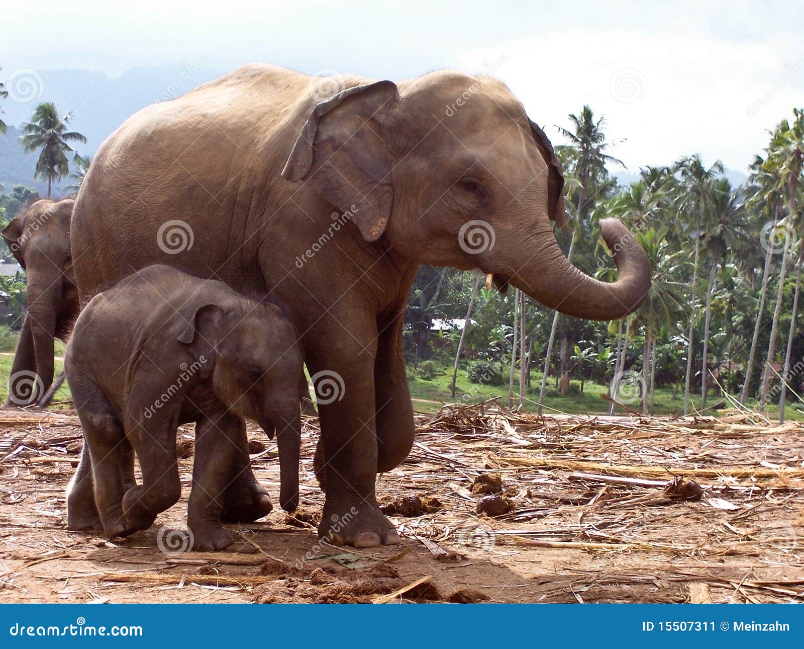 elefant family in open area