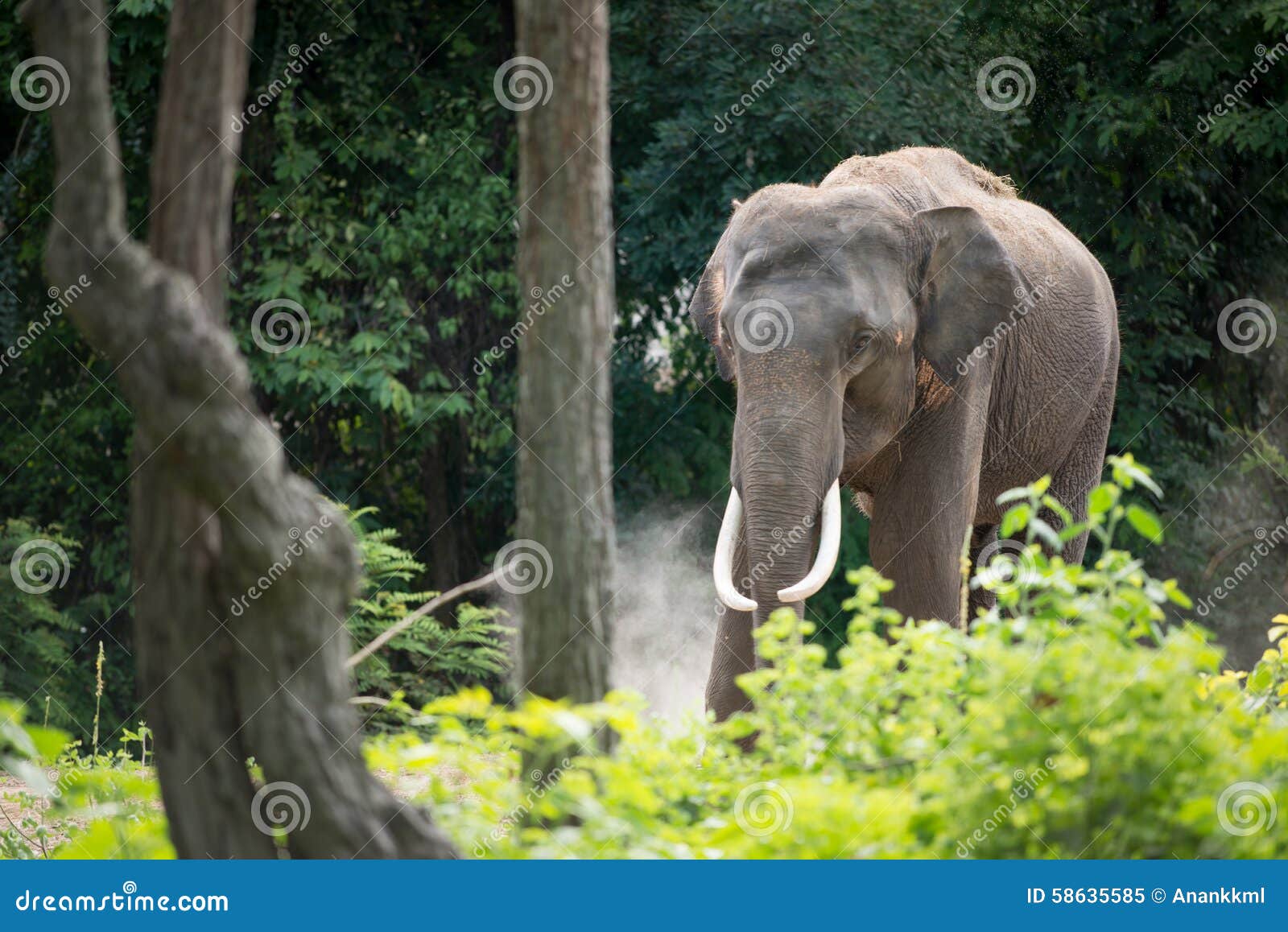 Elefant fotografering för bildbyråer. Bild av vild 58635585