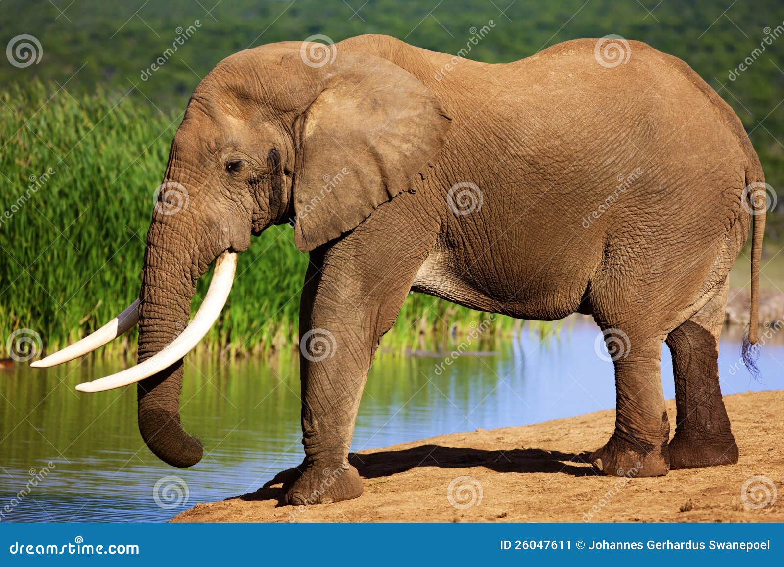 Elefant mit den großen Stoßzähnen am waterhole. Elefant mit den großen Stoßzähnen, die am waterhole - Addo Nationalpark stehen