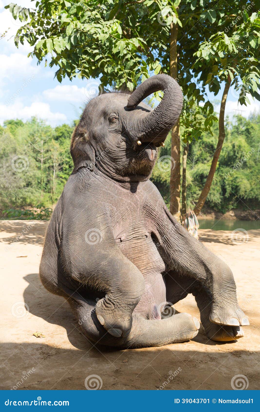 elefant outdoor