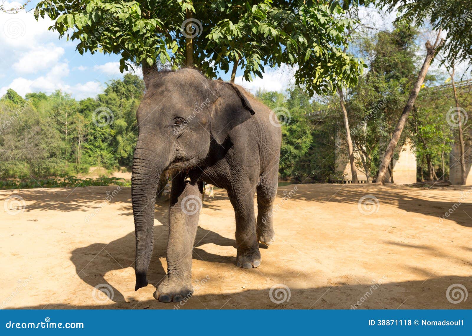 elefant outdoor