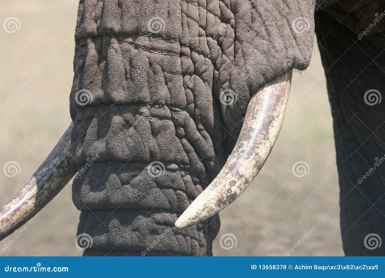 elefant tusks