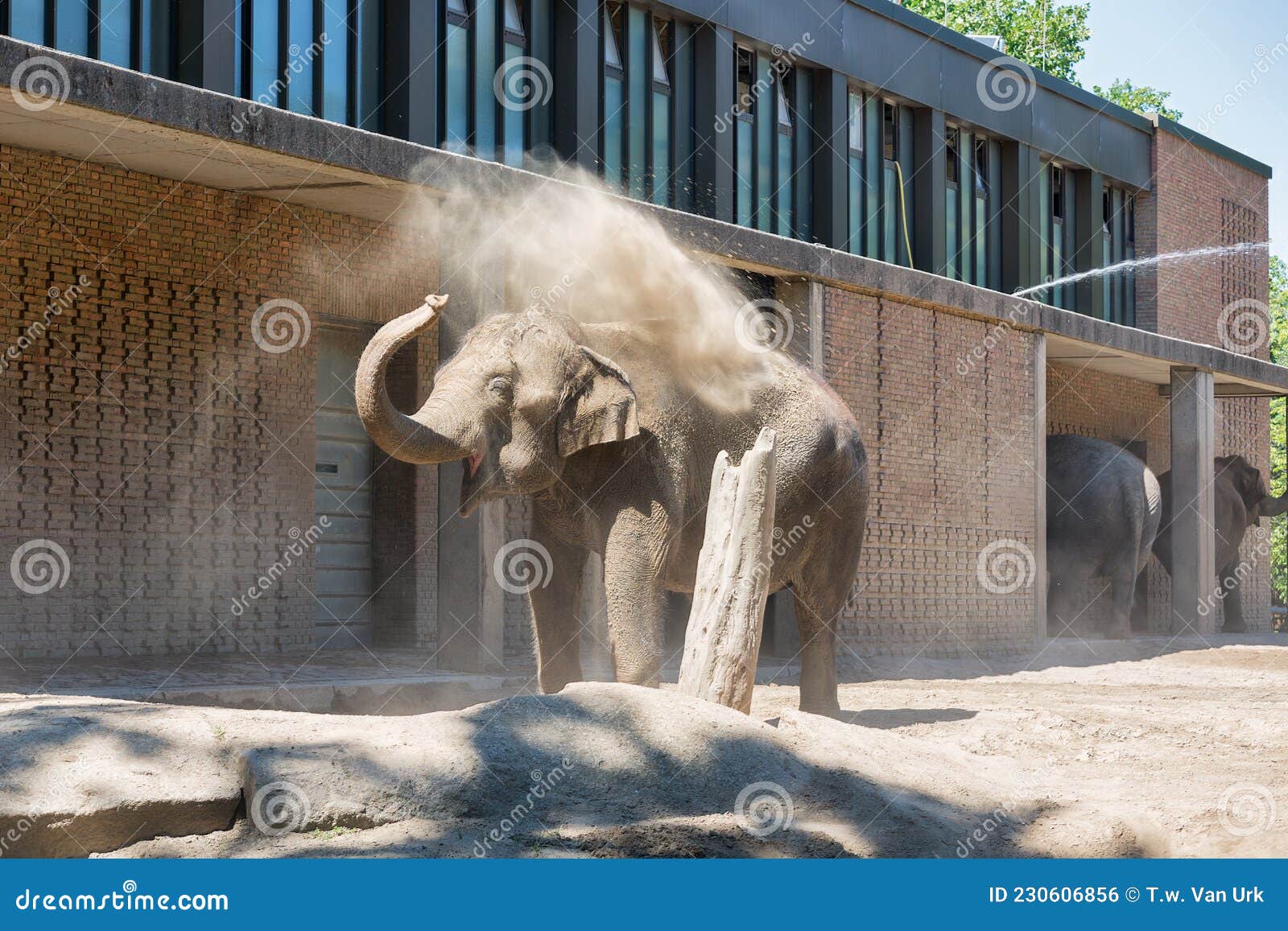 Elefant Wirft Staub Auf Den Rücken Zum Schutz Der Sonne Stockfoto - Bild  von pflanzenfresser, europa: 230606856