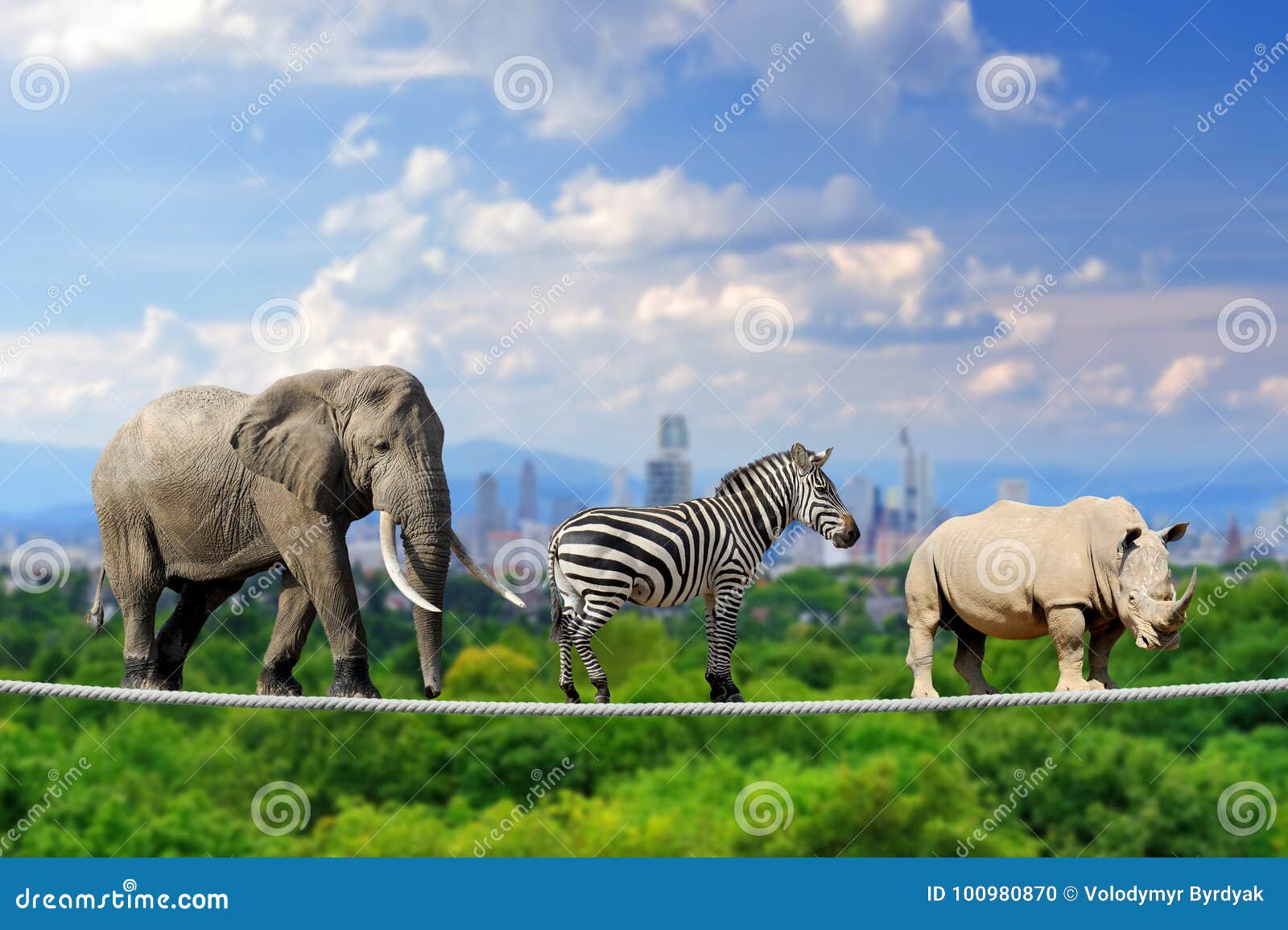 Nashorn Zebra