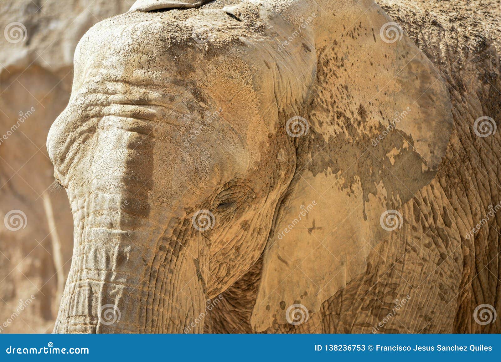 elefante africano de sabana loxodonta africana