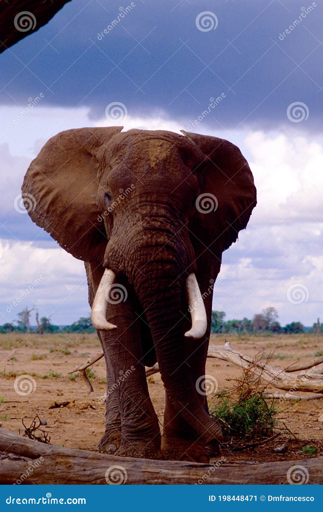 elefante africano di savana loxodonta africana cyclotis amboseli kenia