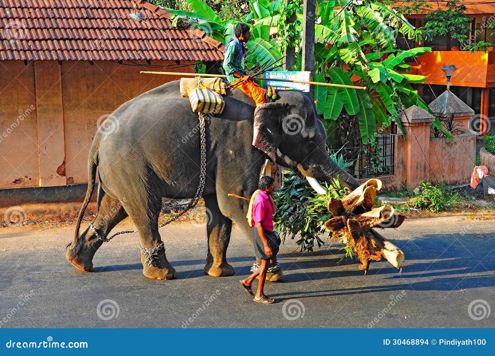 Elefante E Condutor Em Kerala, Índia Imagem de Stock Editorial - Imagem de  andar, excitador: 30468894, image size:1600x1153