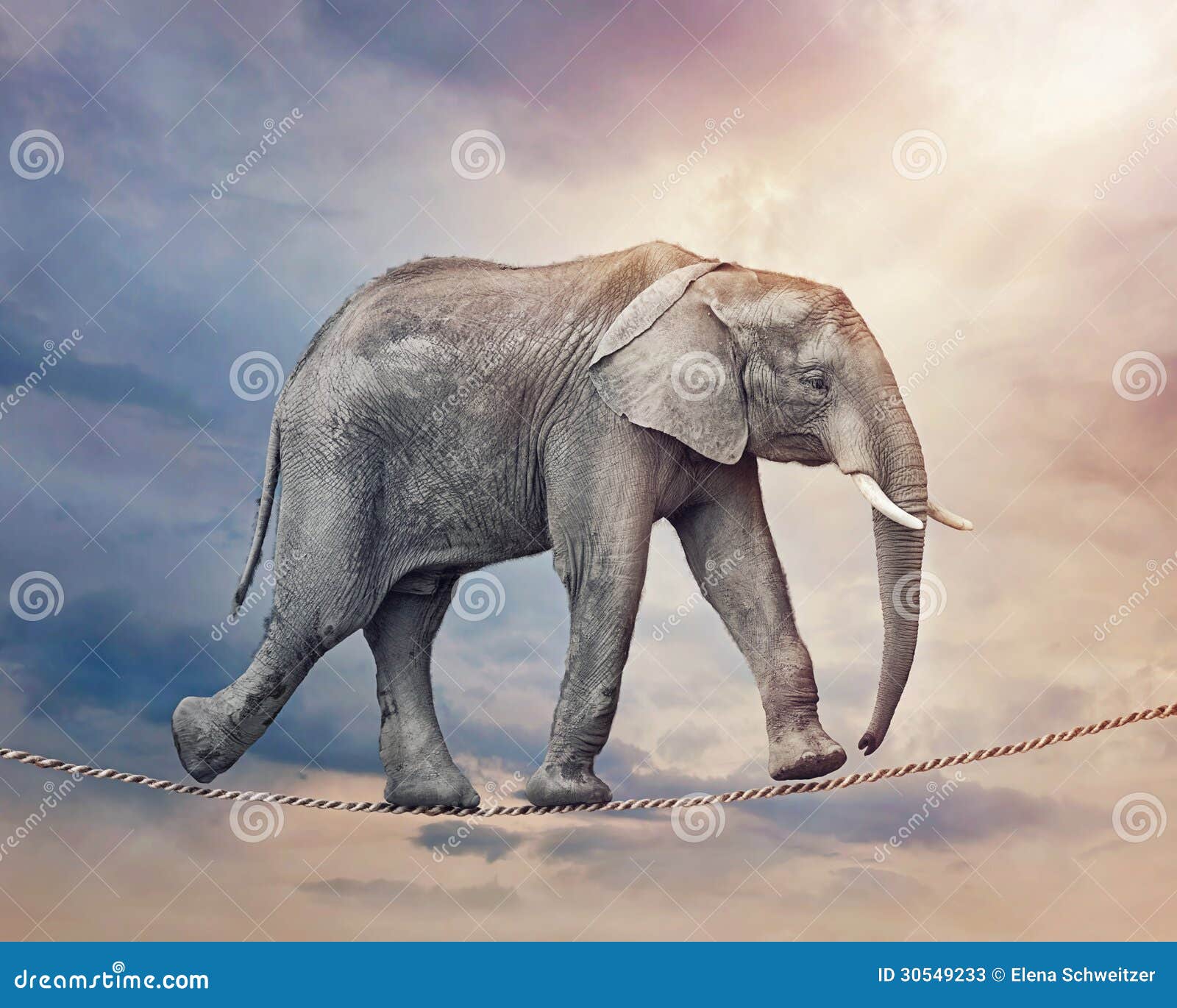 Elefante En Una Cuerda Tirante Stock de ilustración Ilustración de