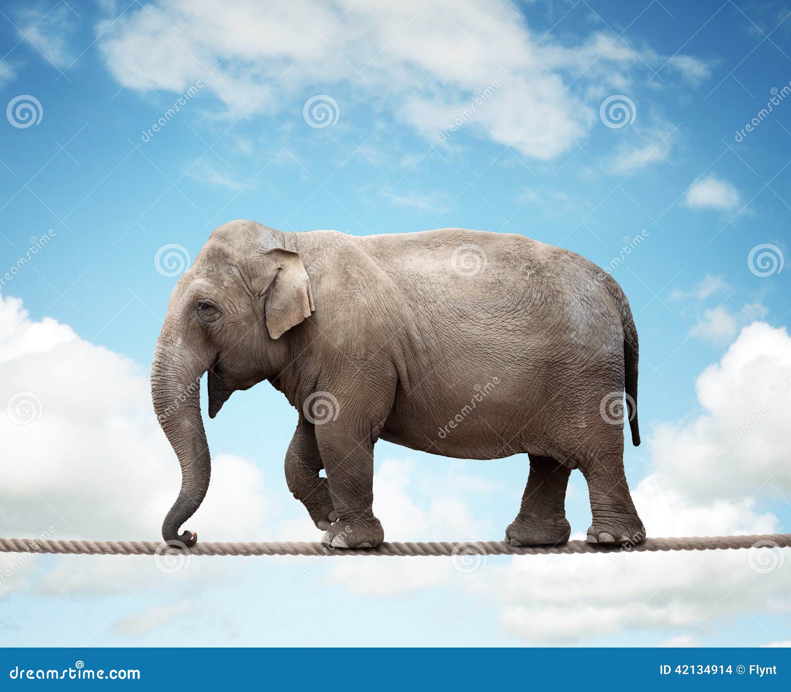 Elefante En Una Cuerda Tirante Foto de archivo Imagen de grande