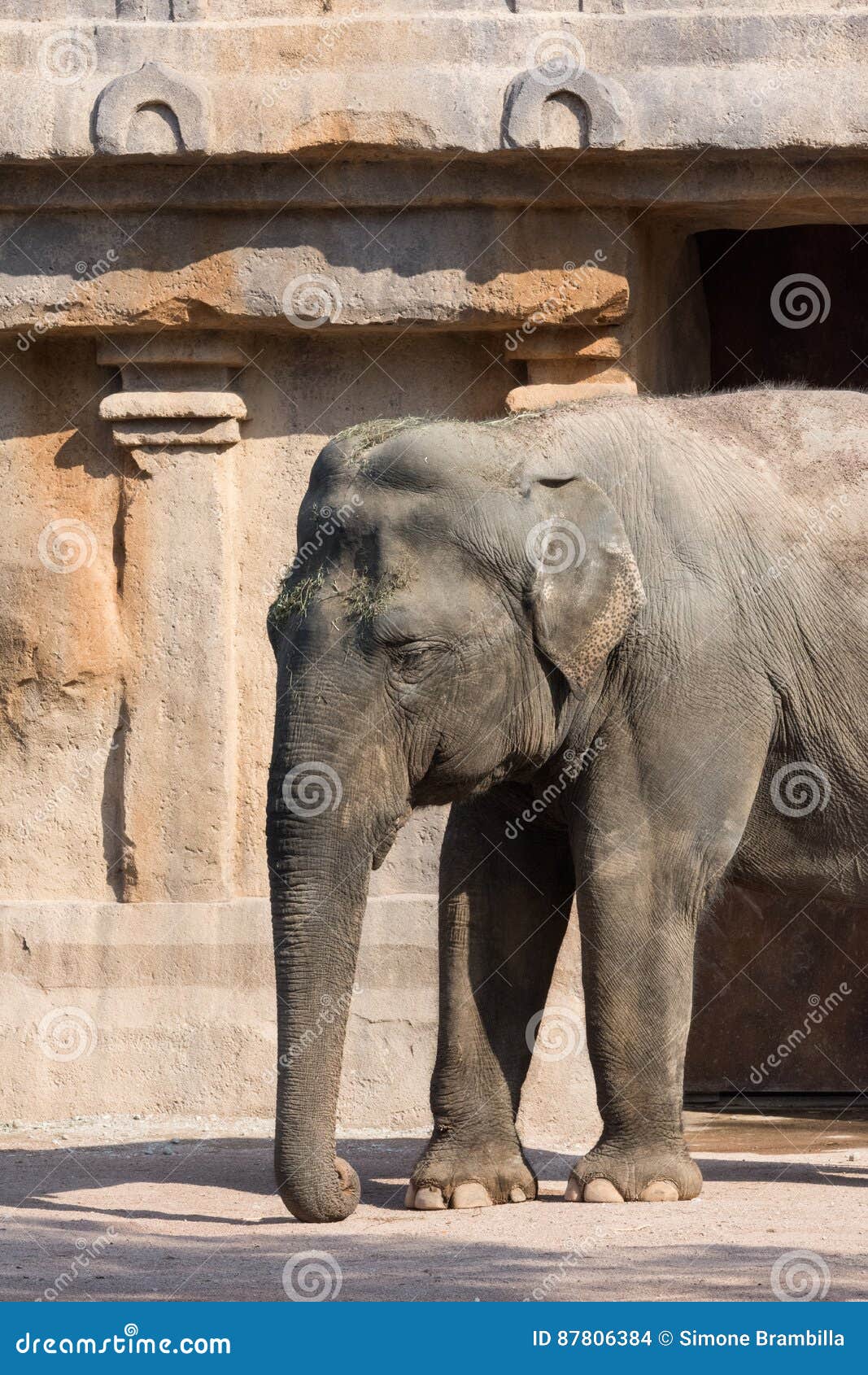 big indian elephant seen in profile on light background, vertical image. grande elefante indiano visto di profilo su sfondo chiaro