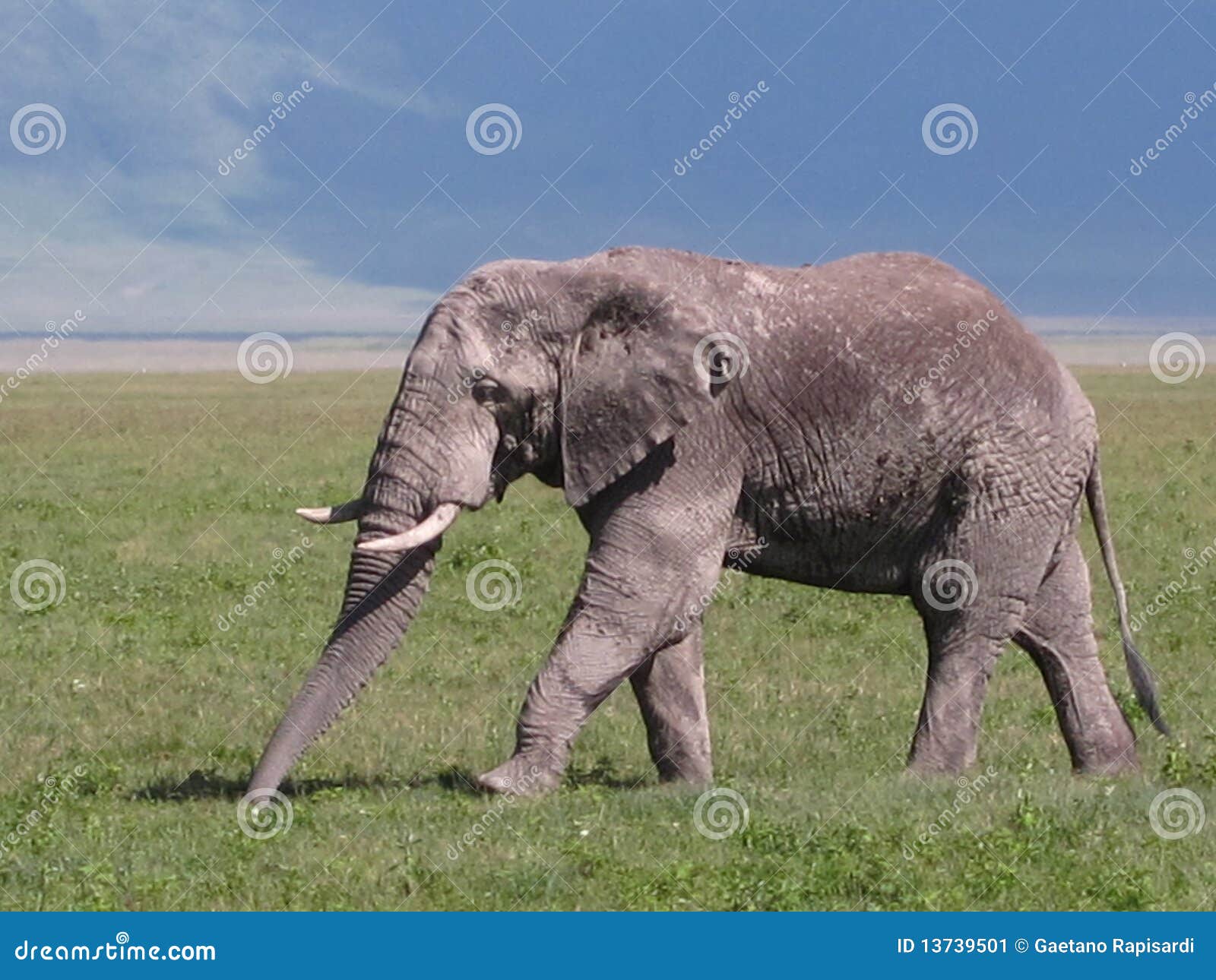 elefante nel parco del serengeti