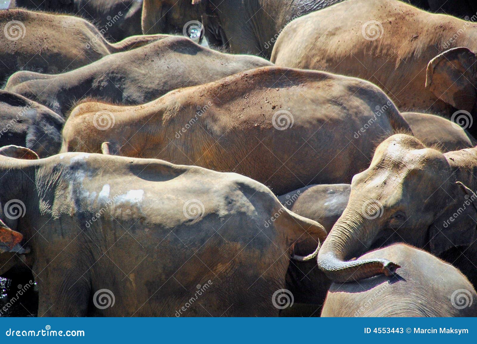 Elefantes en el agua. Sri Lanka admitida Foto en el viaje. Animales que se lavan de la reserva de los elefantes.