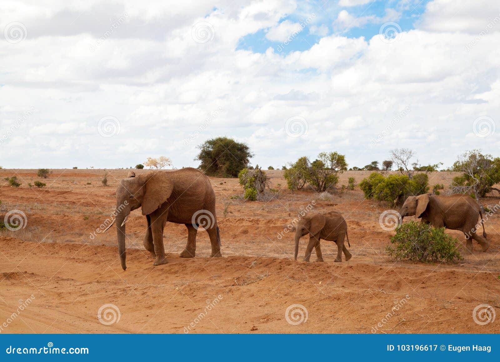 Elefantes que caminan sobre la sabana, en safari en Kenia