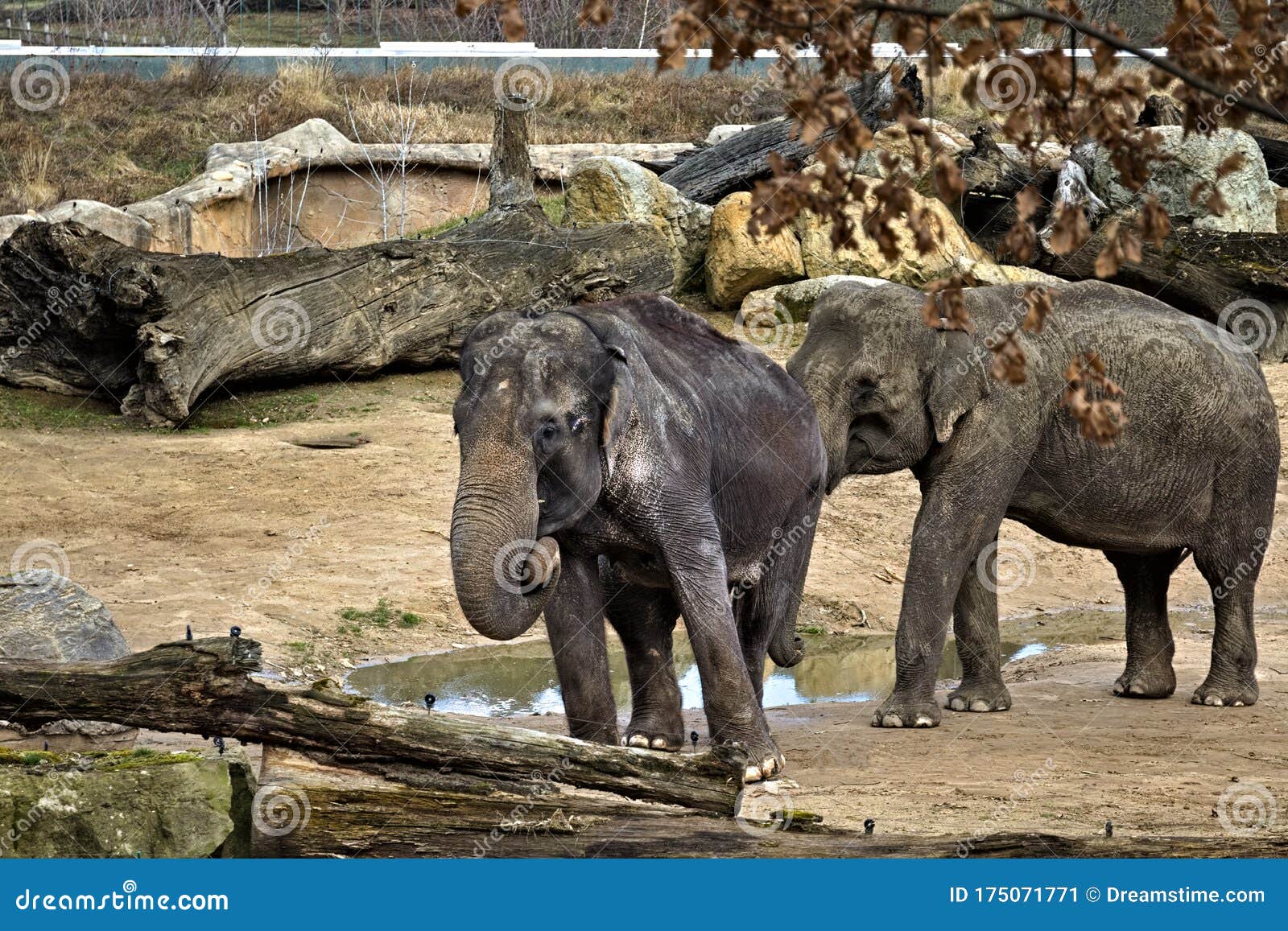 elefants in the aviary at the zoo