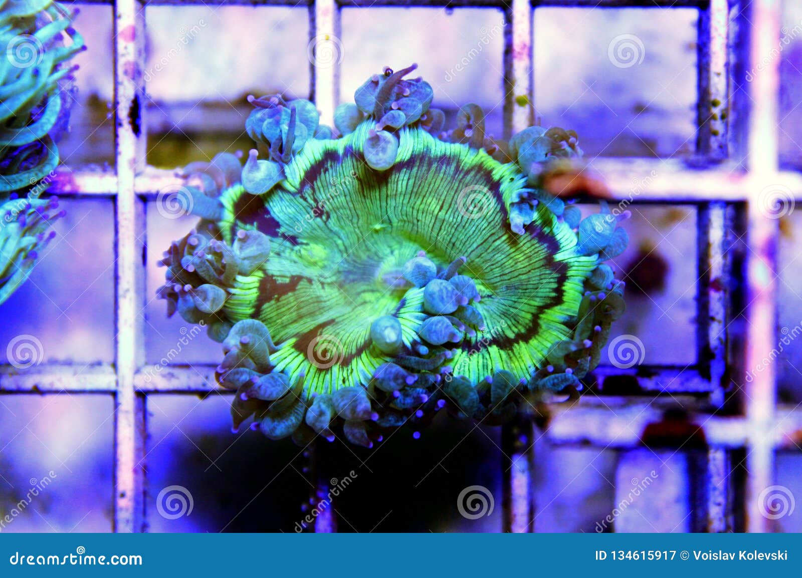 Elegance LPS Coral Isolated Image - Catalaphyllia Jardinei Stock Image ...