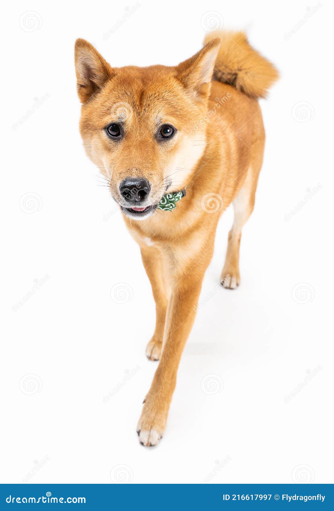 Friendly Looking Funny Dog Shiba Inu Happy Smiling On White Background.  Stock Image - Image Of Emotions, Expressions: 216617997
