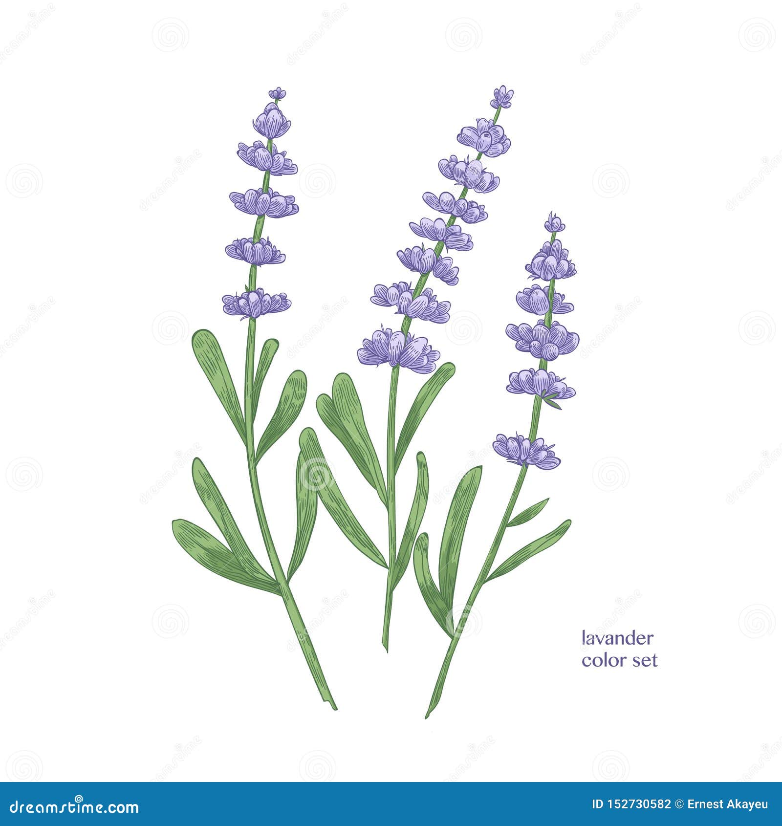 How to Draw Lavender  Really Easy Drawing Tutorial